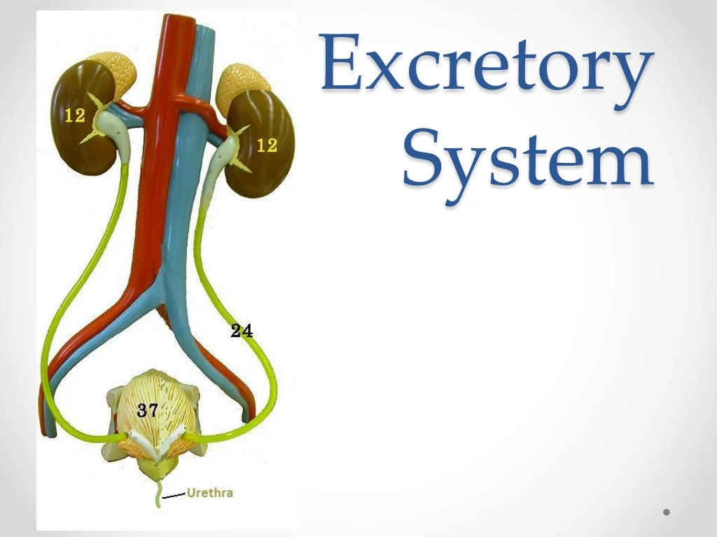 excretory system n.