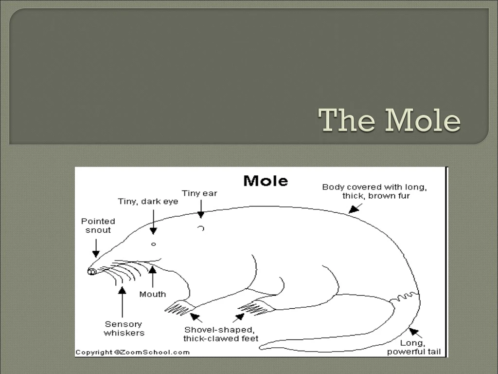the mole n.