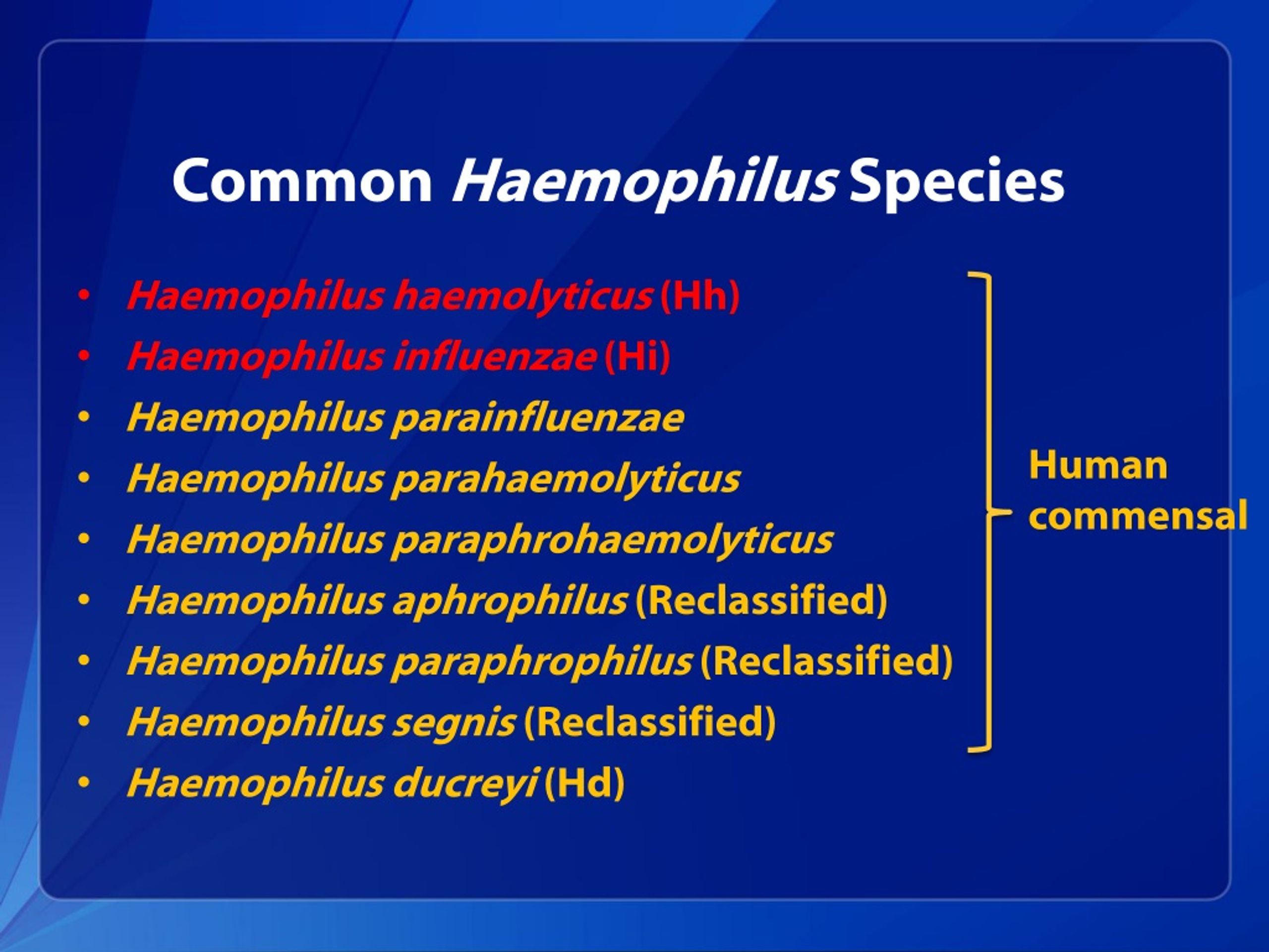 Haemophilus influenzae 10. Haemophilus haemolyticus в норме. Гемофилус парагемолитикус. Haemophilus parainfluenzae норма. Haemophilus parainfluenzae в зеве.