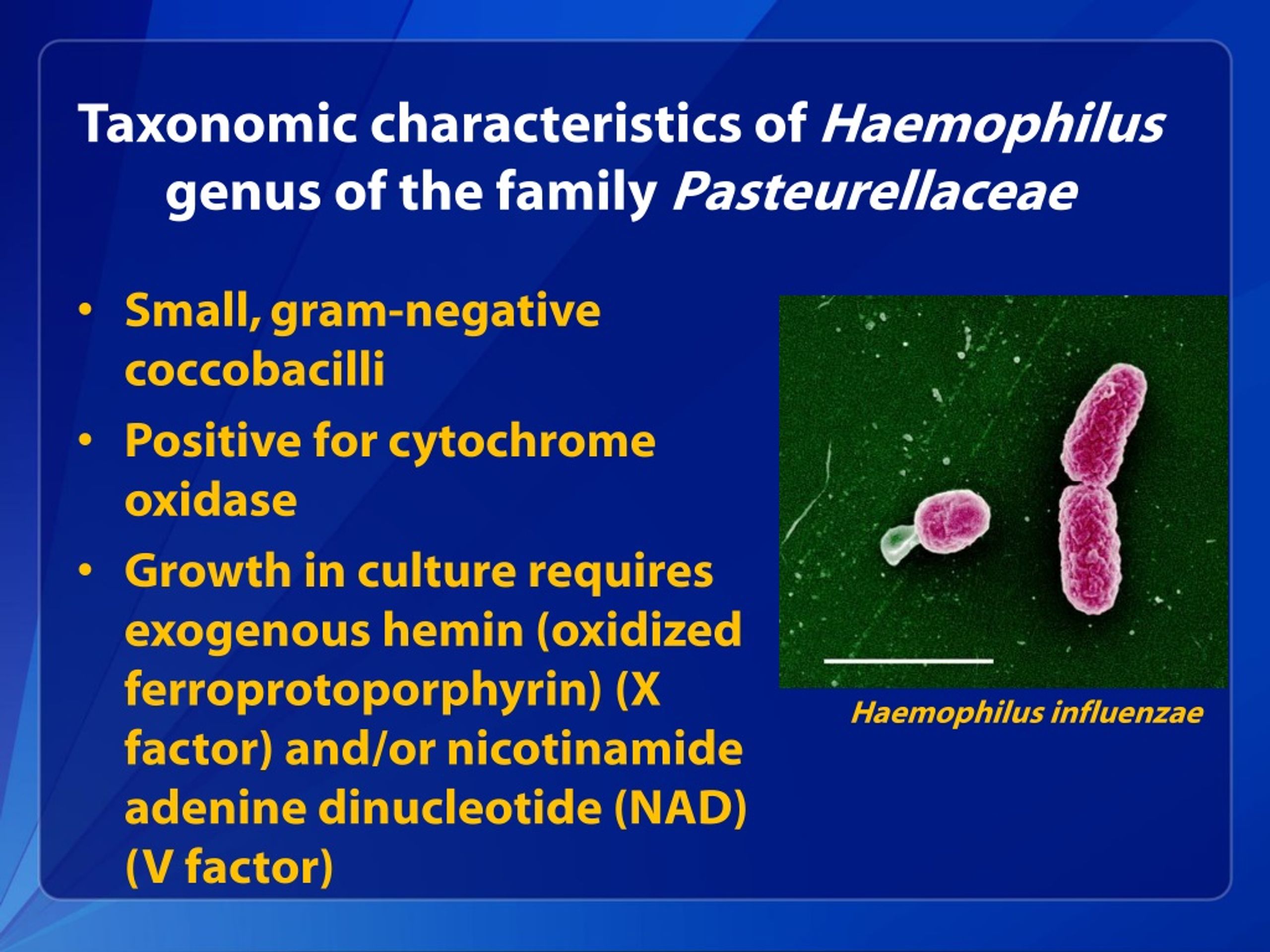 Гемофилы. Род Haemophilus. Гемофилус СПП. Haemophilus influenzae факторы патогенности. Haemophilus spp у мужчин