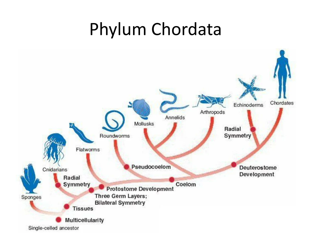 Ppt Phylum Chordata Powerpoint Presentation Free Download Id 