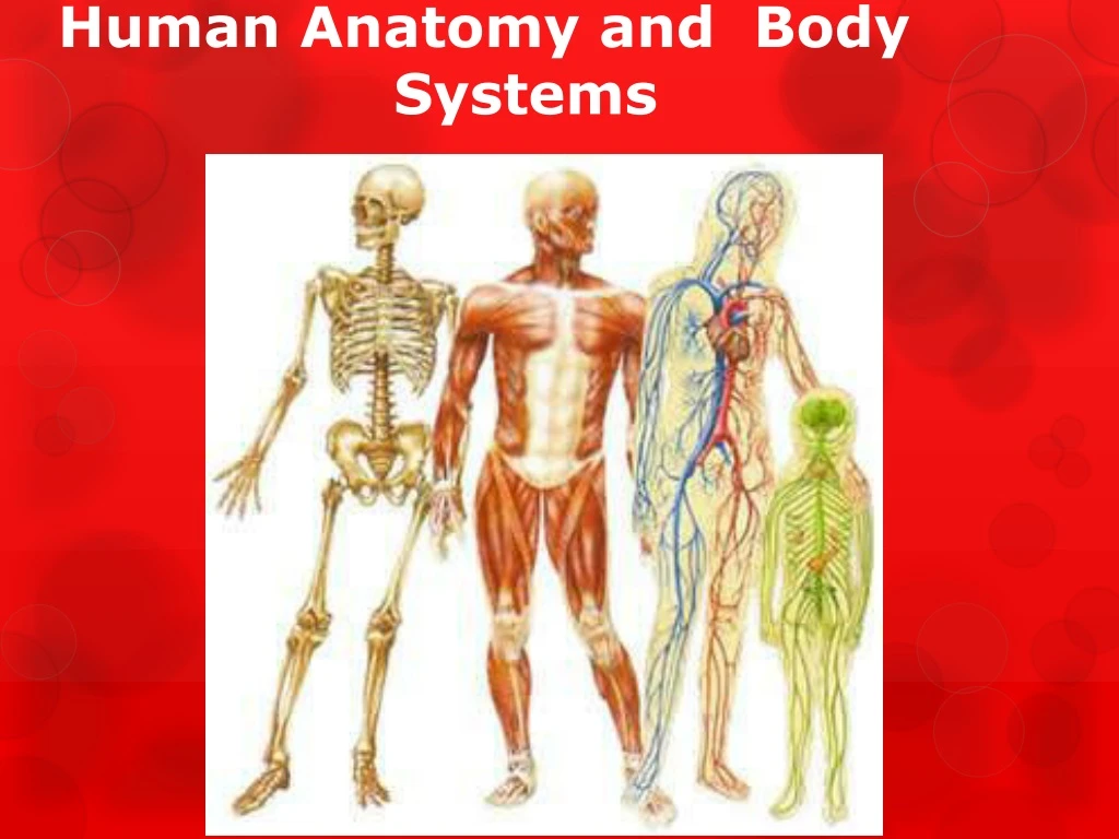 PPT - Human Anatomy and Body Systems PowerPoint Presentation, free