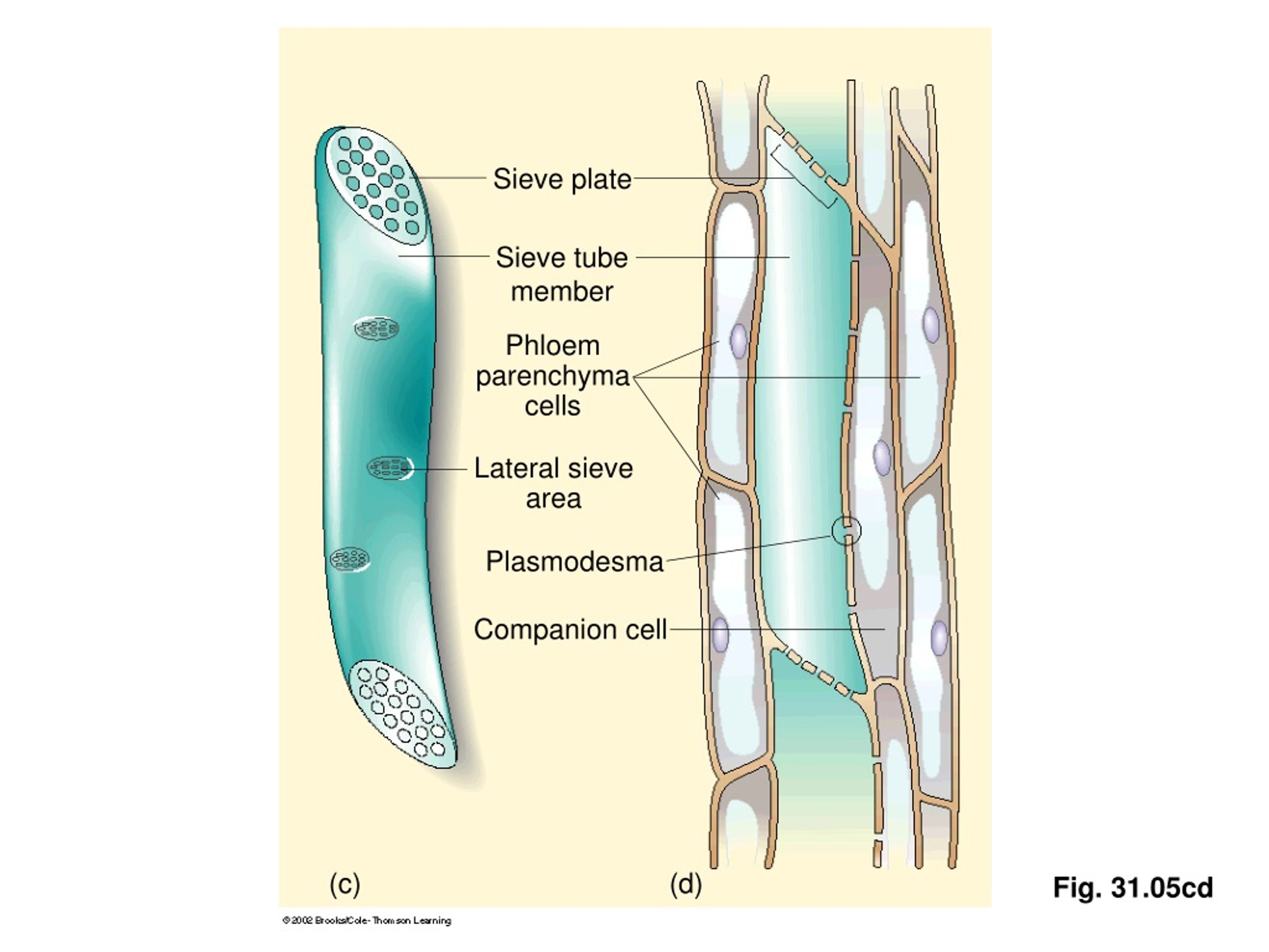 PPT Cell Walls PowerPoint Presentation Free Download ID 432491