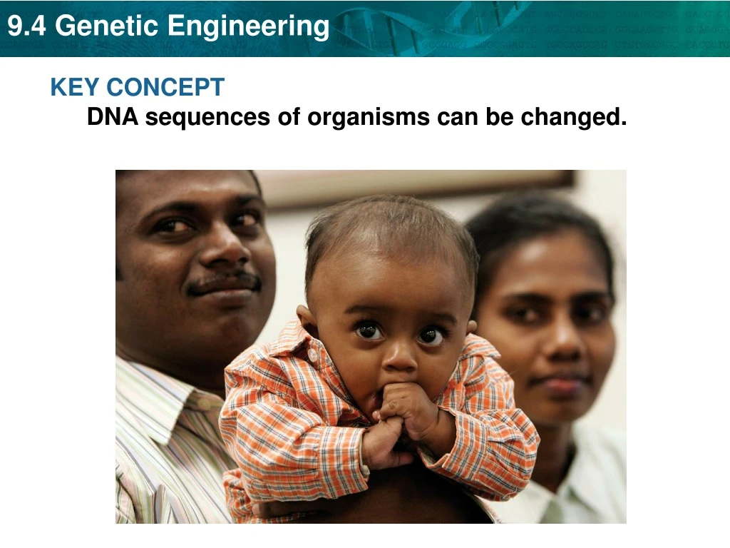 key concept dna sequences of organisms n.