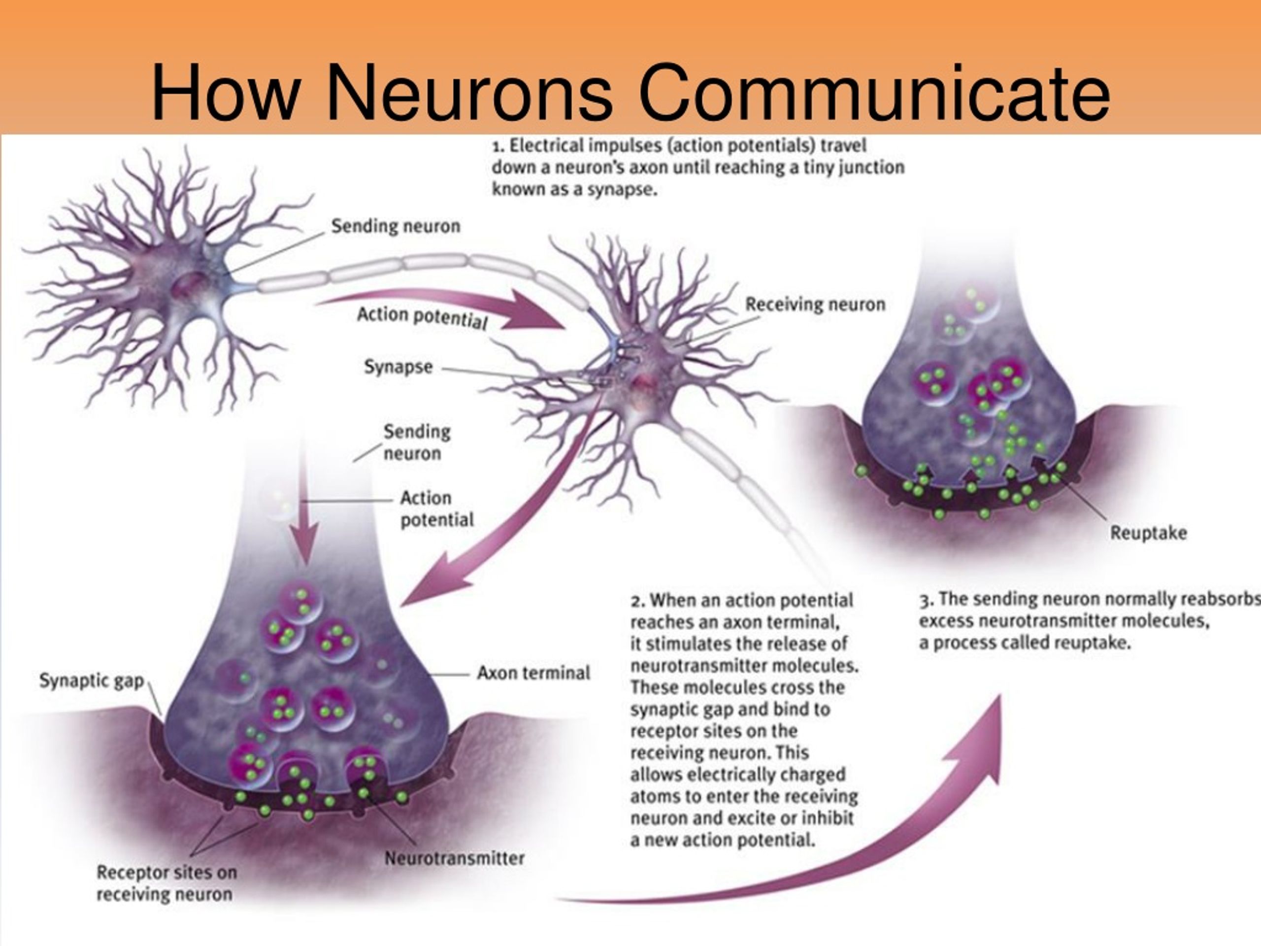 Synaptic gap. Neuron communication Synapse. Neurotransmitters Synapse. Biological Synapse.