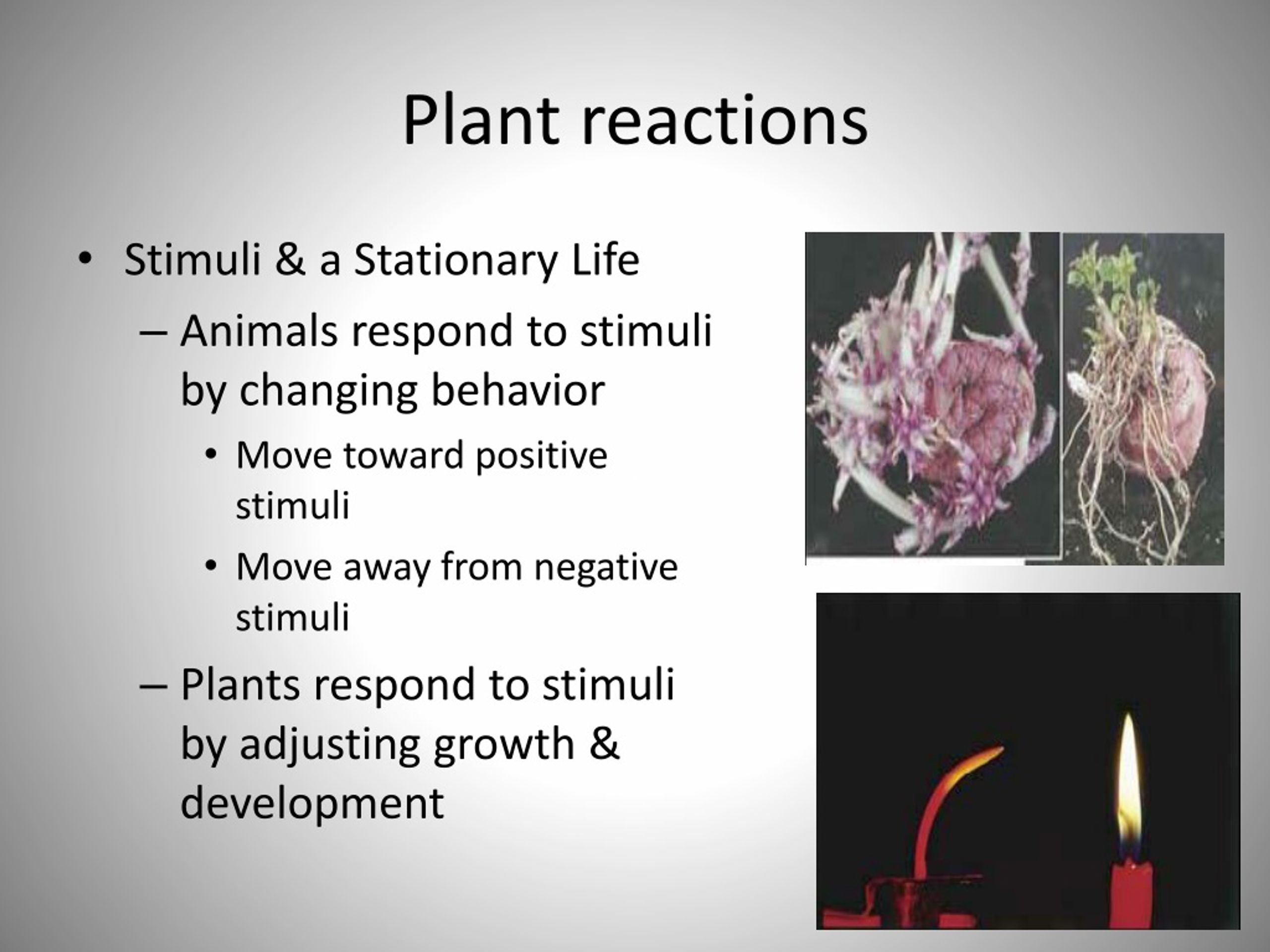 PPT - Plant Response PowerPoint Presentation, free download - ID:436640