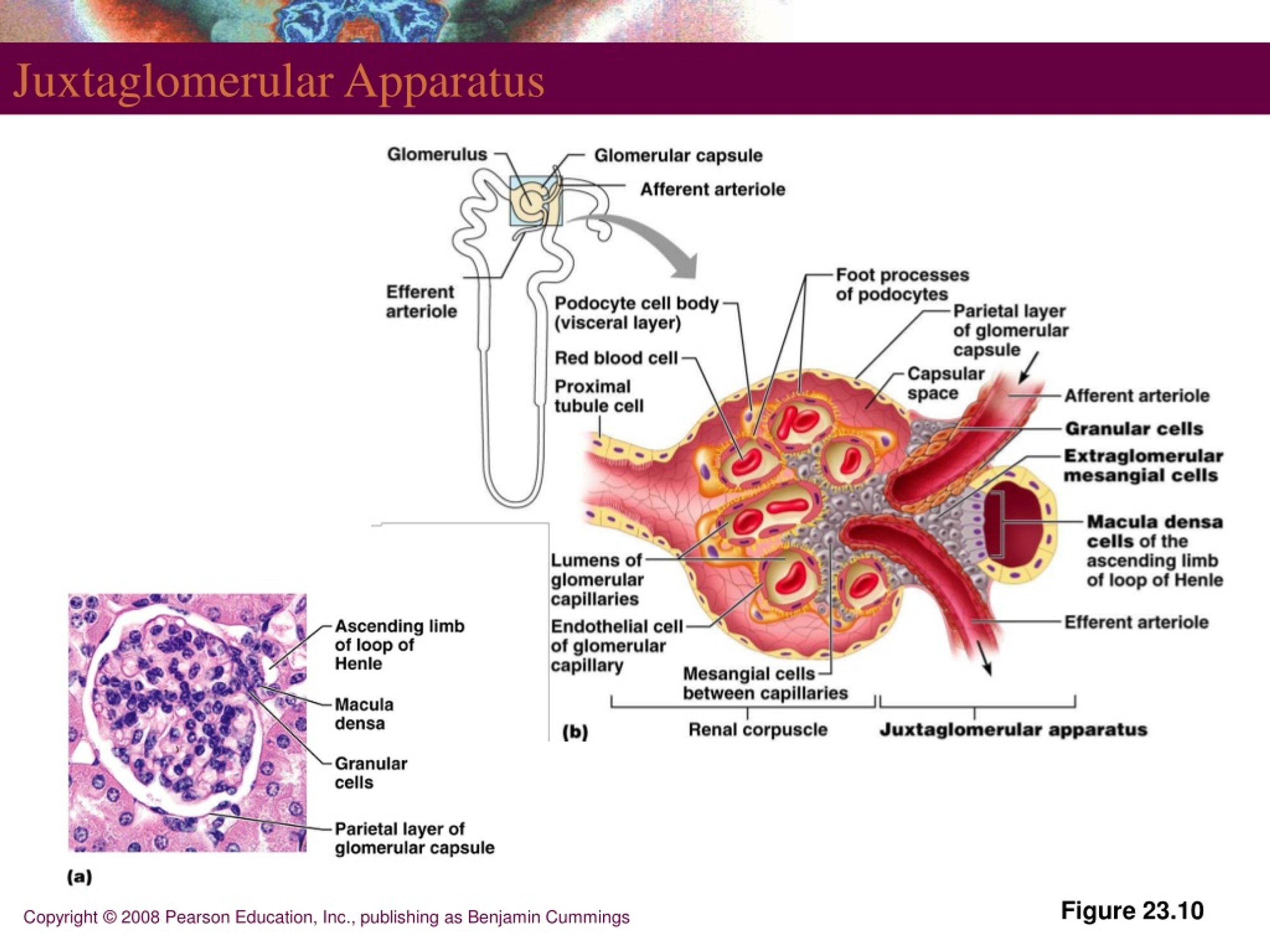 PPT The Urinary System PowerPoint Presentation Free Download ID 438930 PPT The Urinary System PowerPoint Presentation Free Download ID 438930