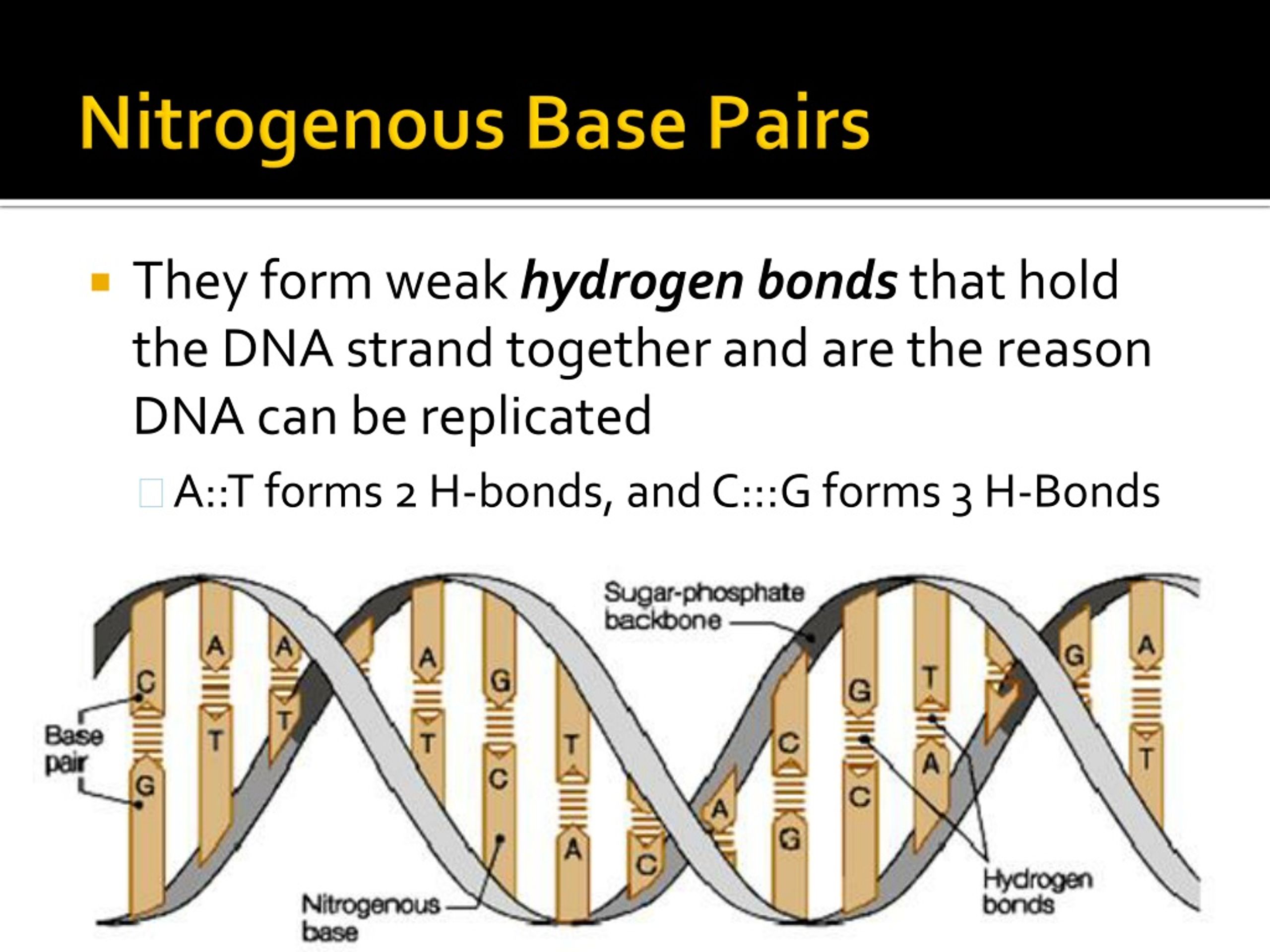 What is the job of dna nitrogen bases during replication