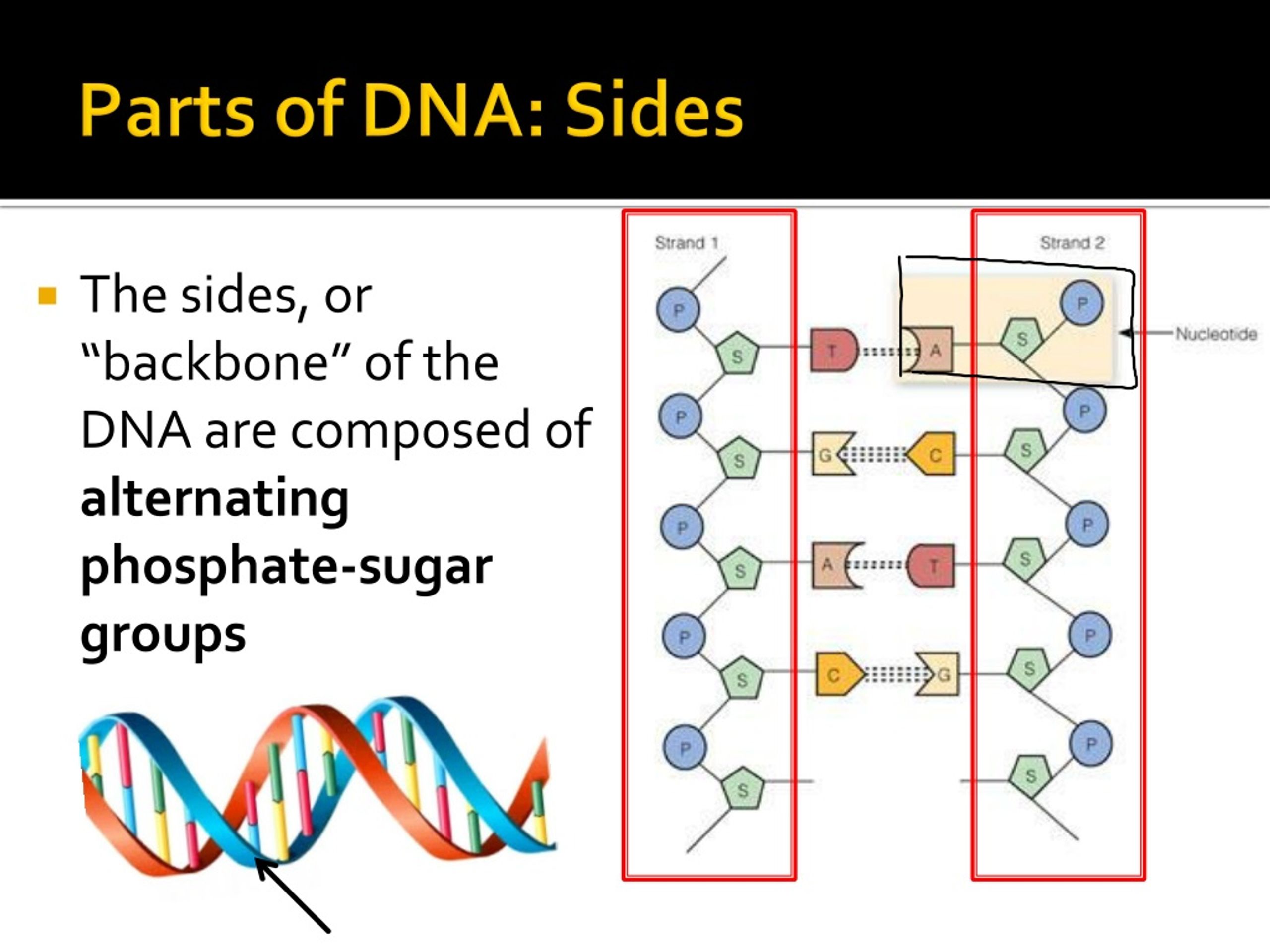 What Makes Up The Backbone Sides Of Dna