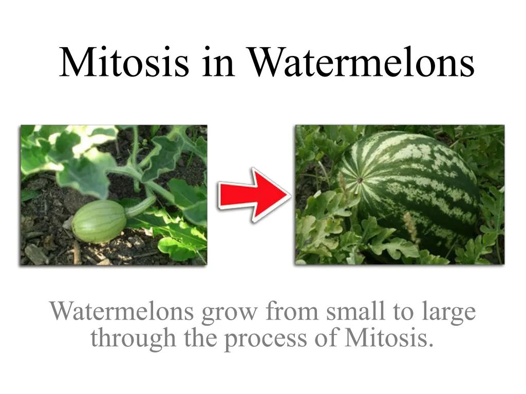 mitosis in watermelons n.