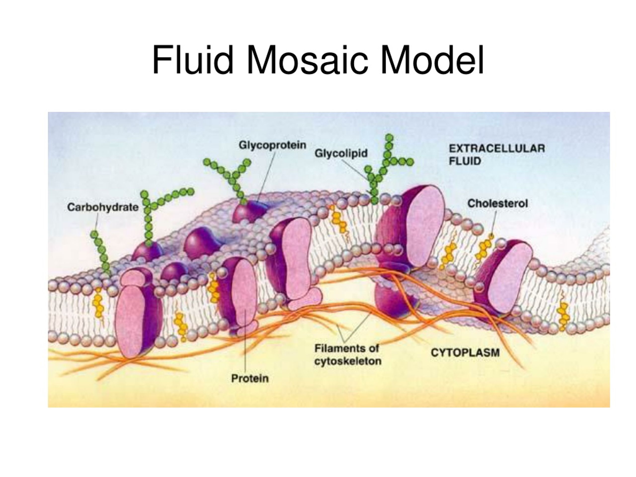 fluid mosaic model cholesterol