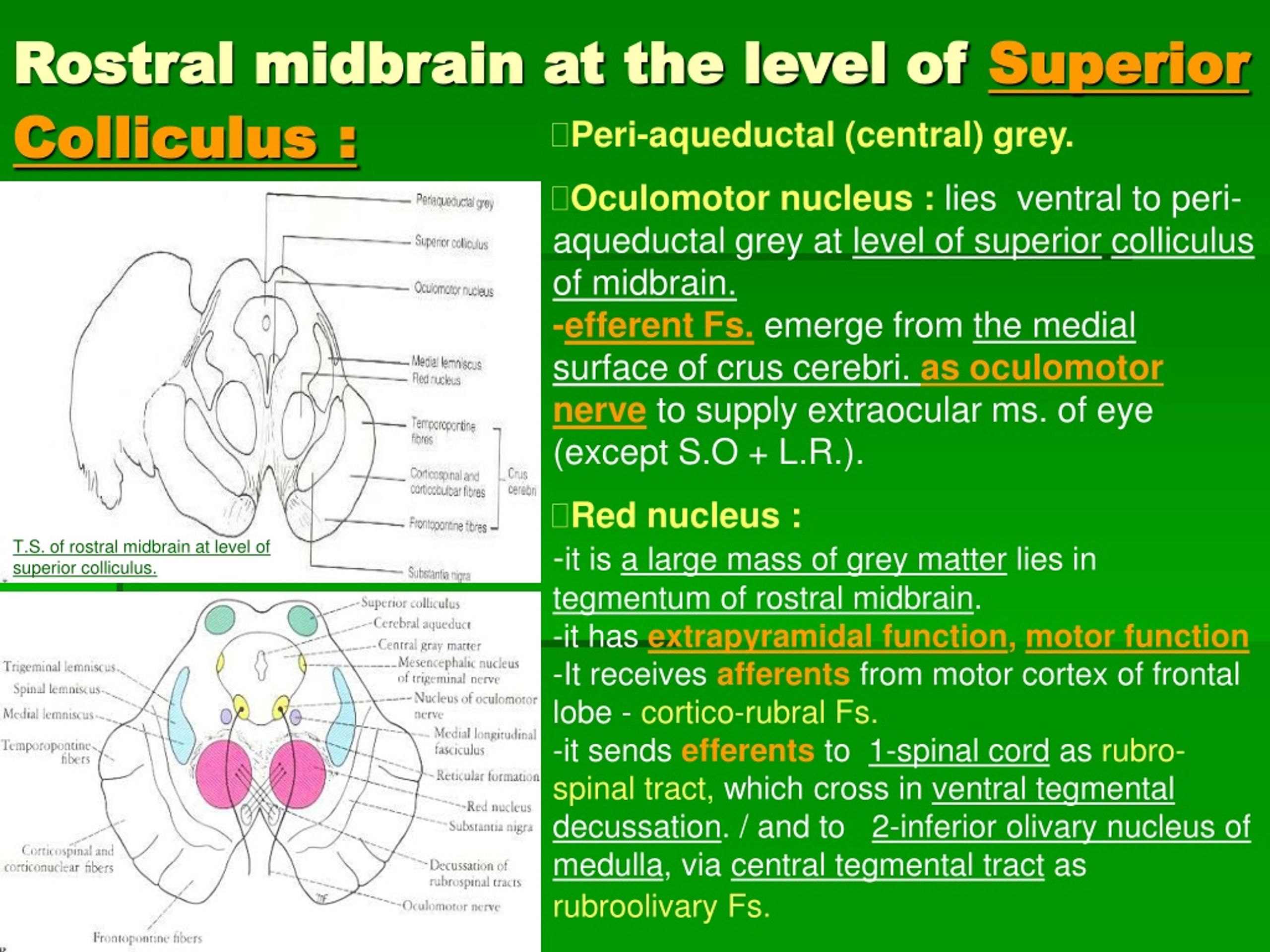 PPT - Internal structure of pons PowerPoint Presentation, free download ...