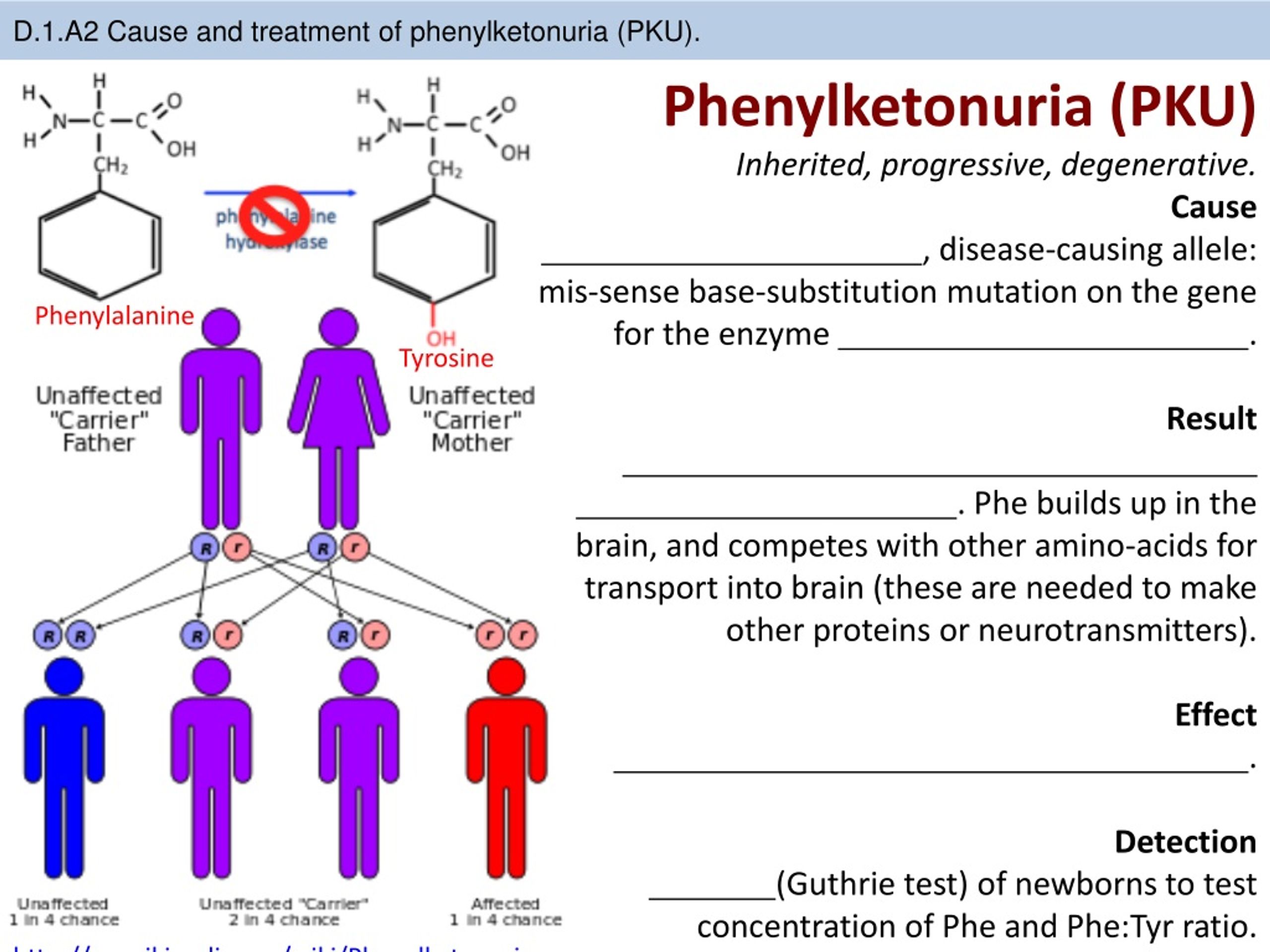 Фенилкетонурия генотип. Фенилкетонурия таблица. Фенилкетонурия классификация. Фенилкетонурия статистика.