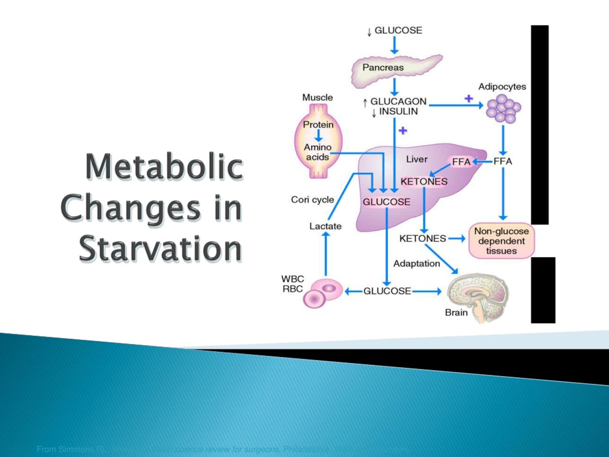 PPT - Nutritional Management Following Injury PowerPoint Presentation ...