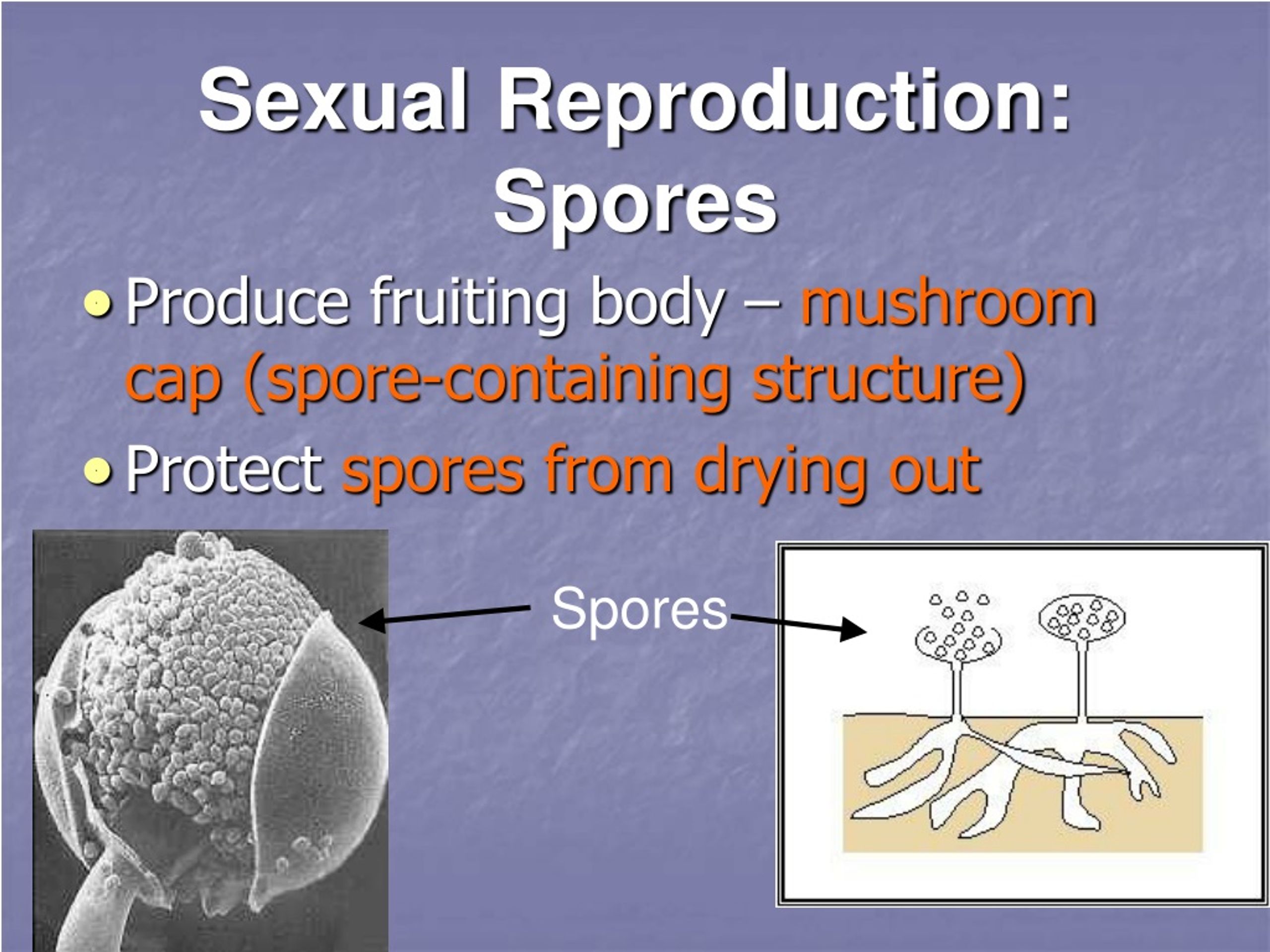 PPT - Kingdom Fungi PowerPoint Presentation, Free Download - ID:445816