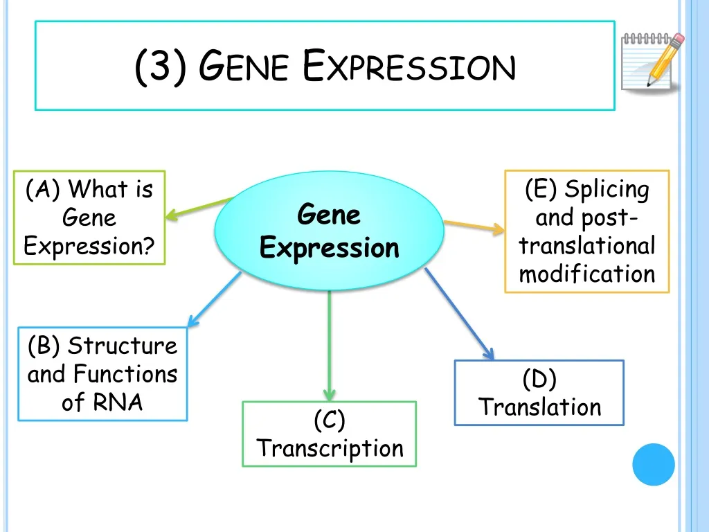 3 gene expression n.