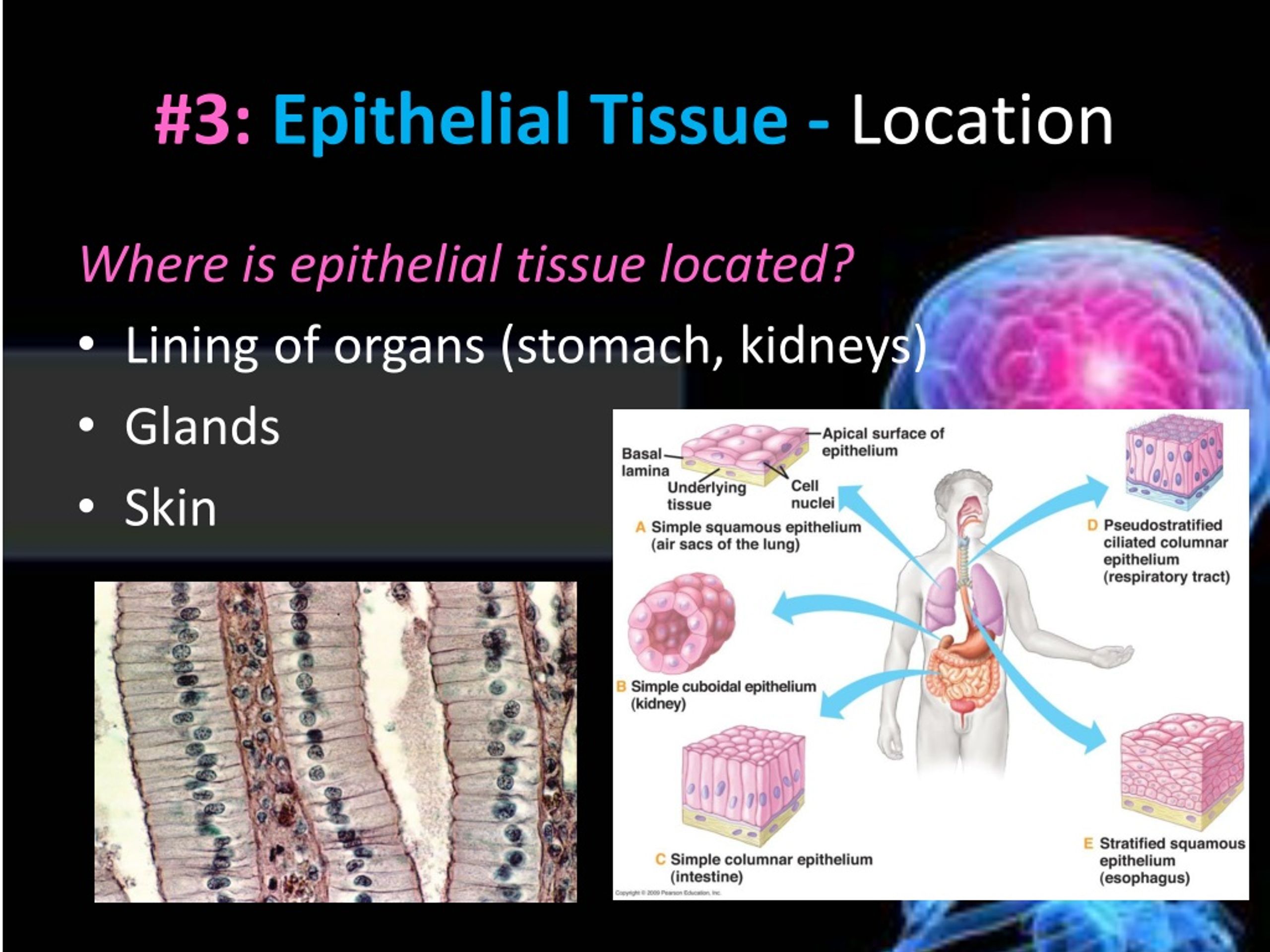 PPT DO NOW Four Types Of Tissue PowerPoint Presentation Free 