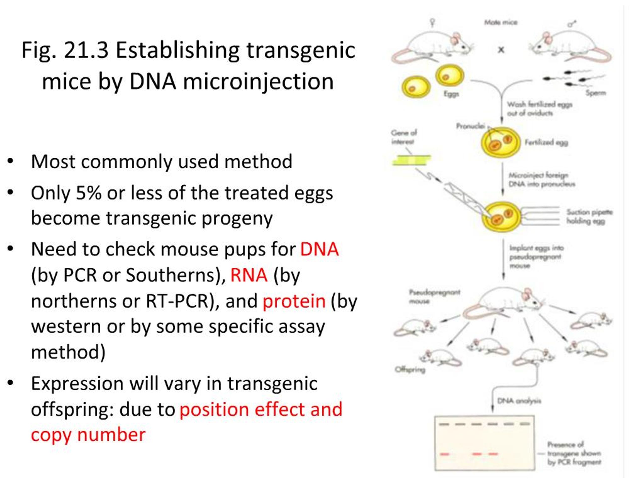 Ppt Chapter 21 Transgenic Animals Methodology And Applications Powerpoint Presentation Id 462701
