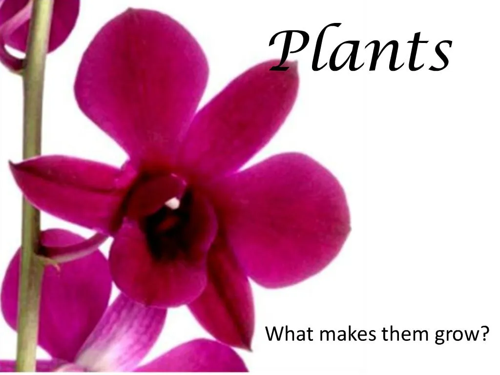 powerpoint presentation on plants