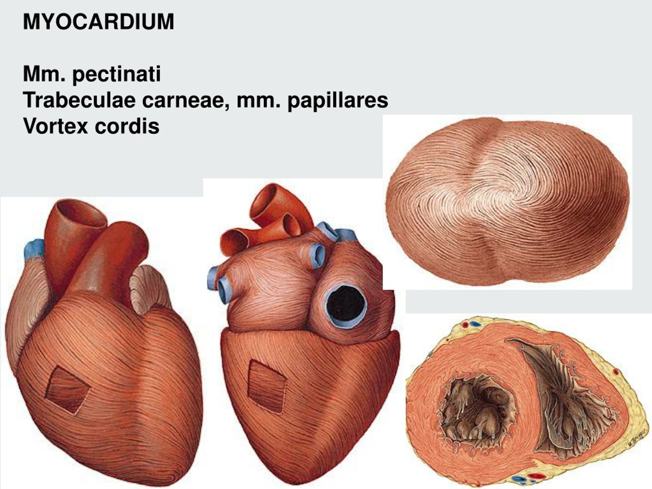 PPT HEART PowerPoint Presentation, free download ID463693