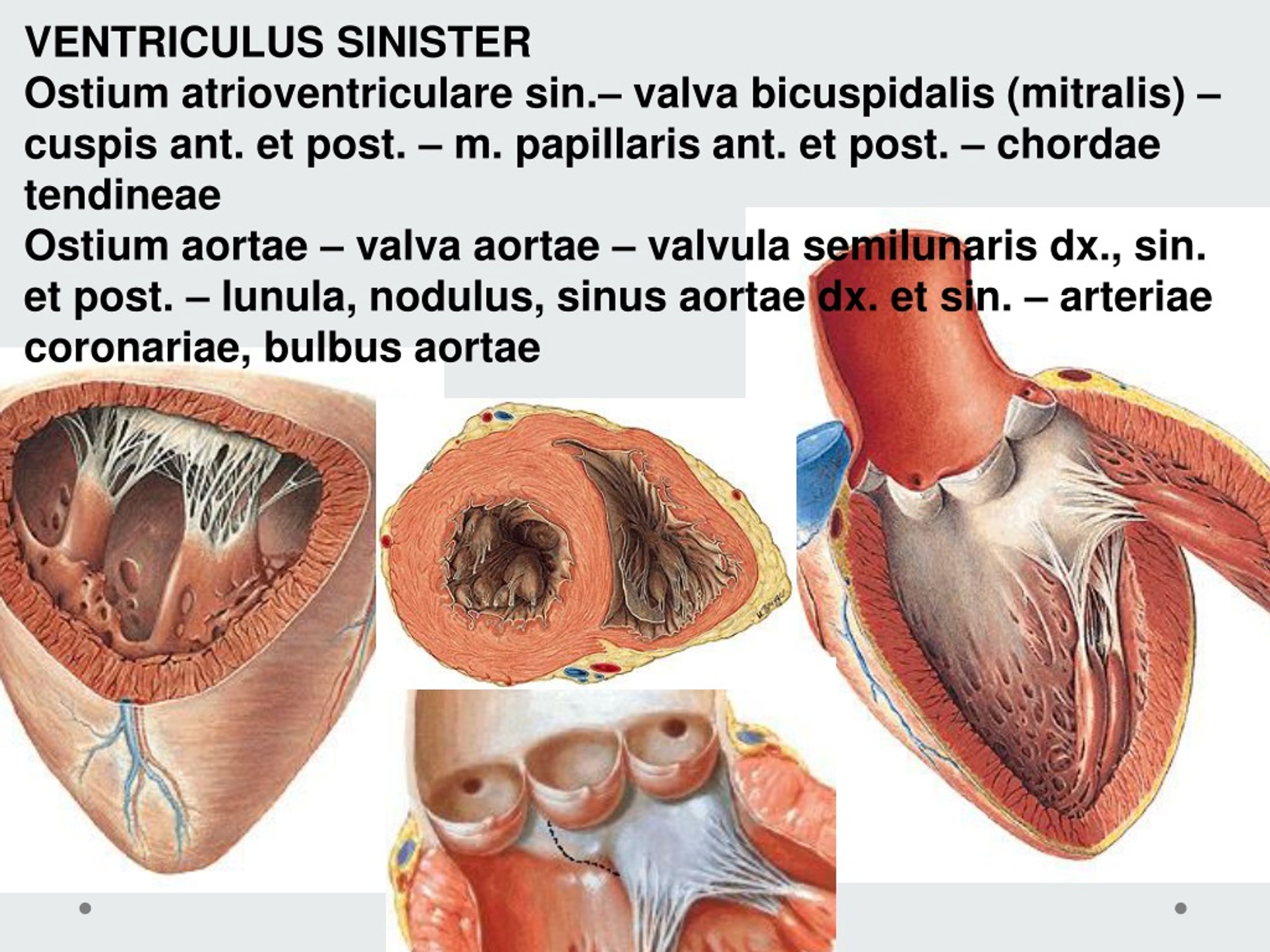 Cordis латынь. Ventriculus Sinister анатомия.
