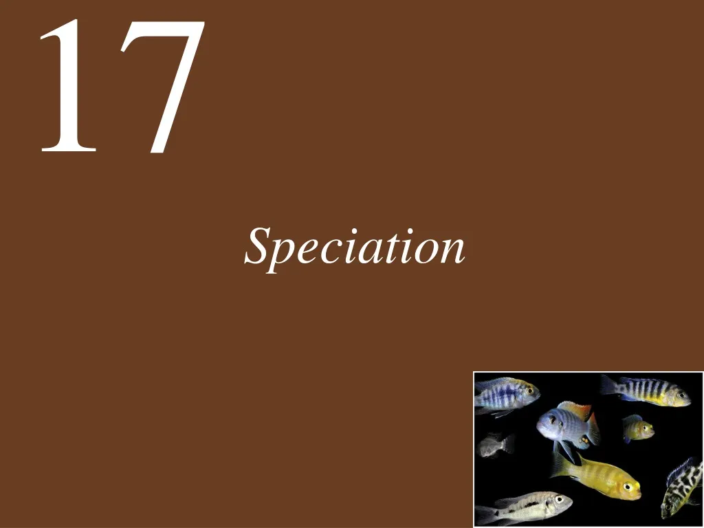 speciation n.