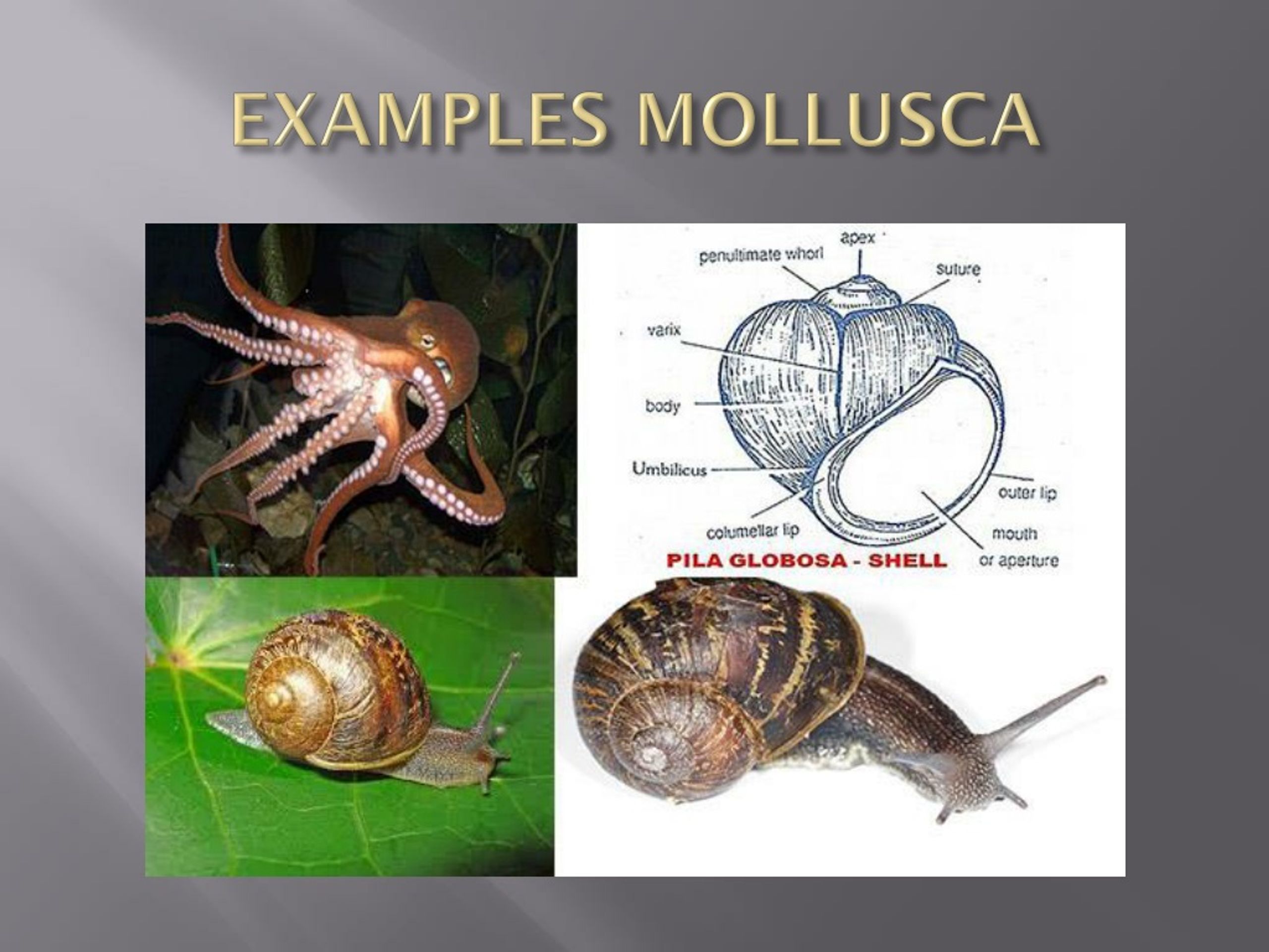 examples of mollusca