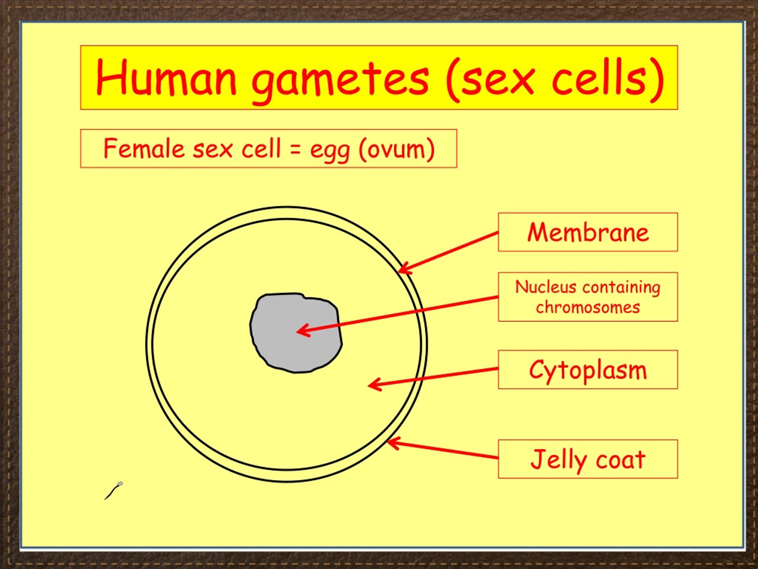 Ppt Igcse Biology Section 3 Lesson 2 Powerpoint Presentation Free Download Id464660 