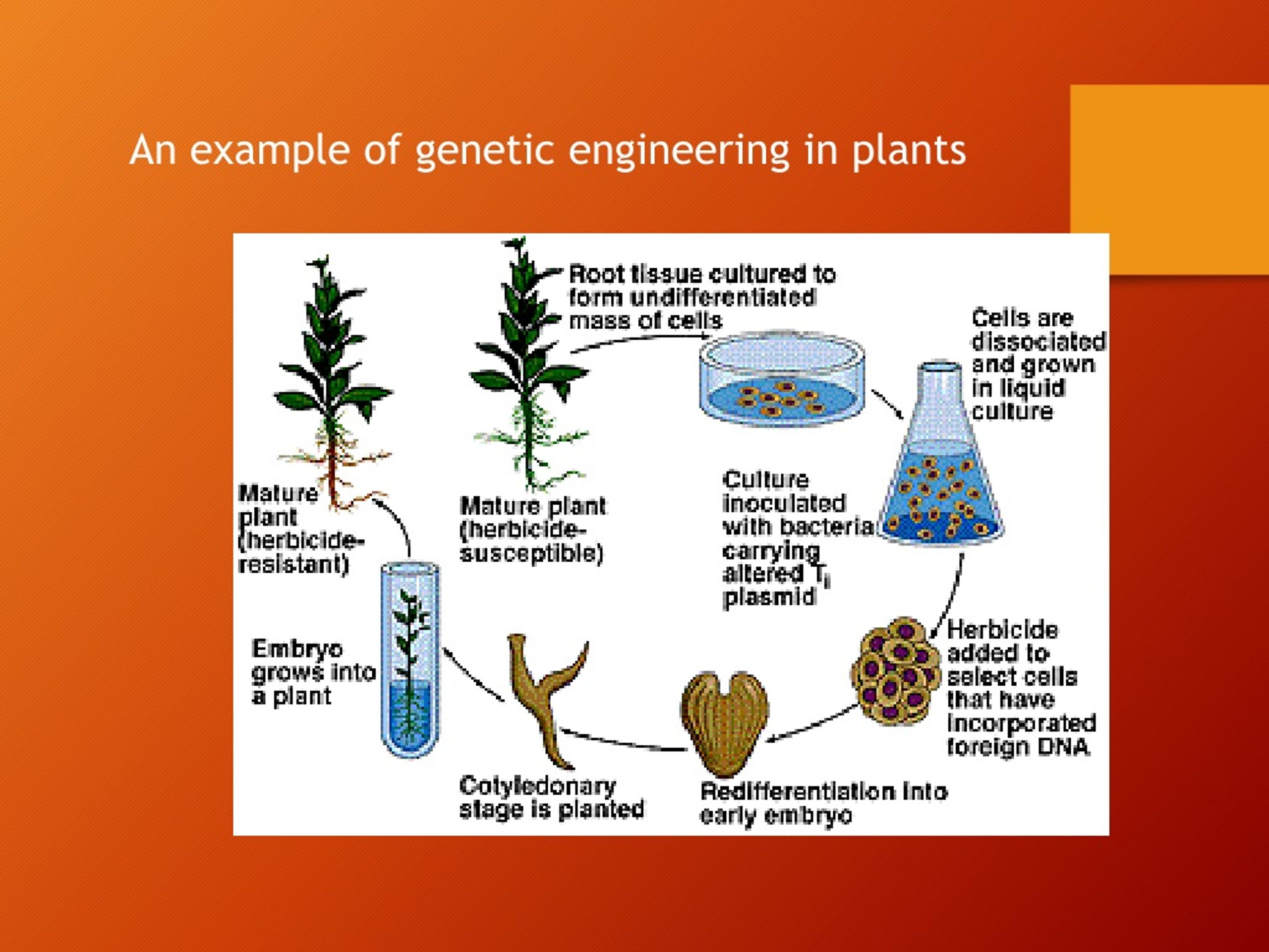 PPT - Recombinant DNA Technology PowerPoint Presentation ...