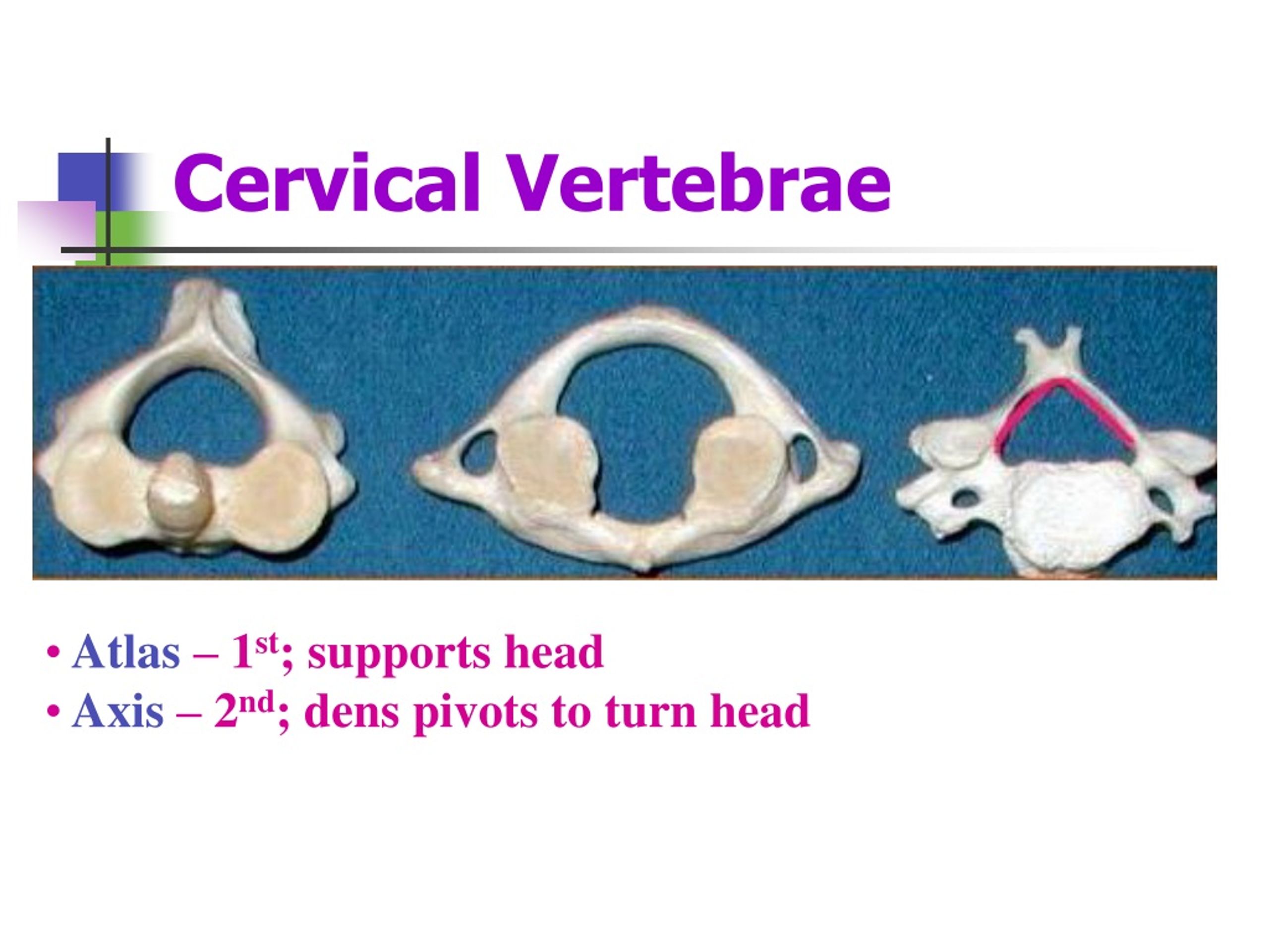 St support. Dens Axis. Secondt cervical vertebra Axis. Stages of Development of cervical vertebrae Orthodontics. Axis 2.