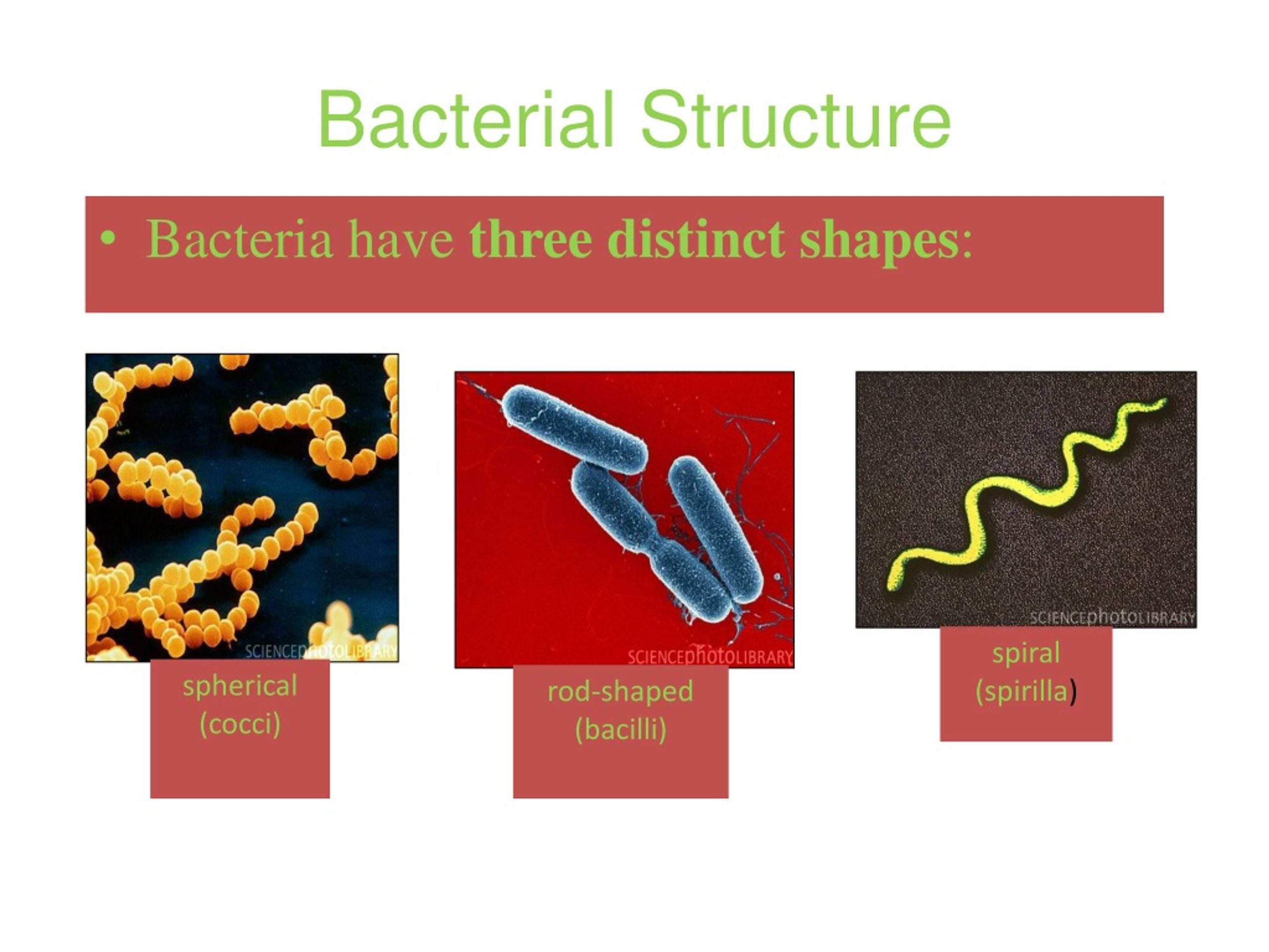 PPT - Bacteria & Viruses PowerPoint Presentation, free download - ID:474333