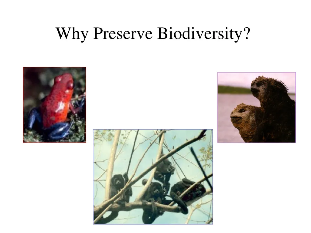 PPT - Why Preserve Biodiversity ? PowerPoint Presentation, free ...