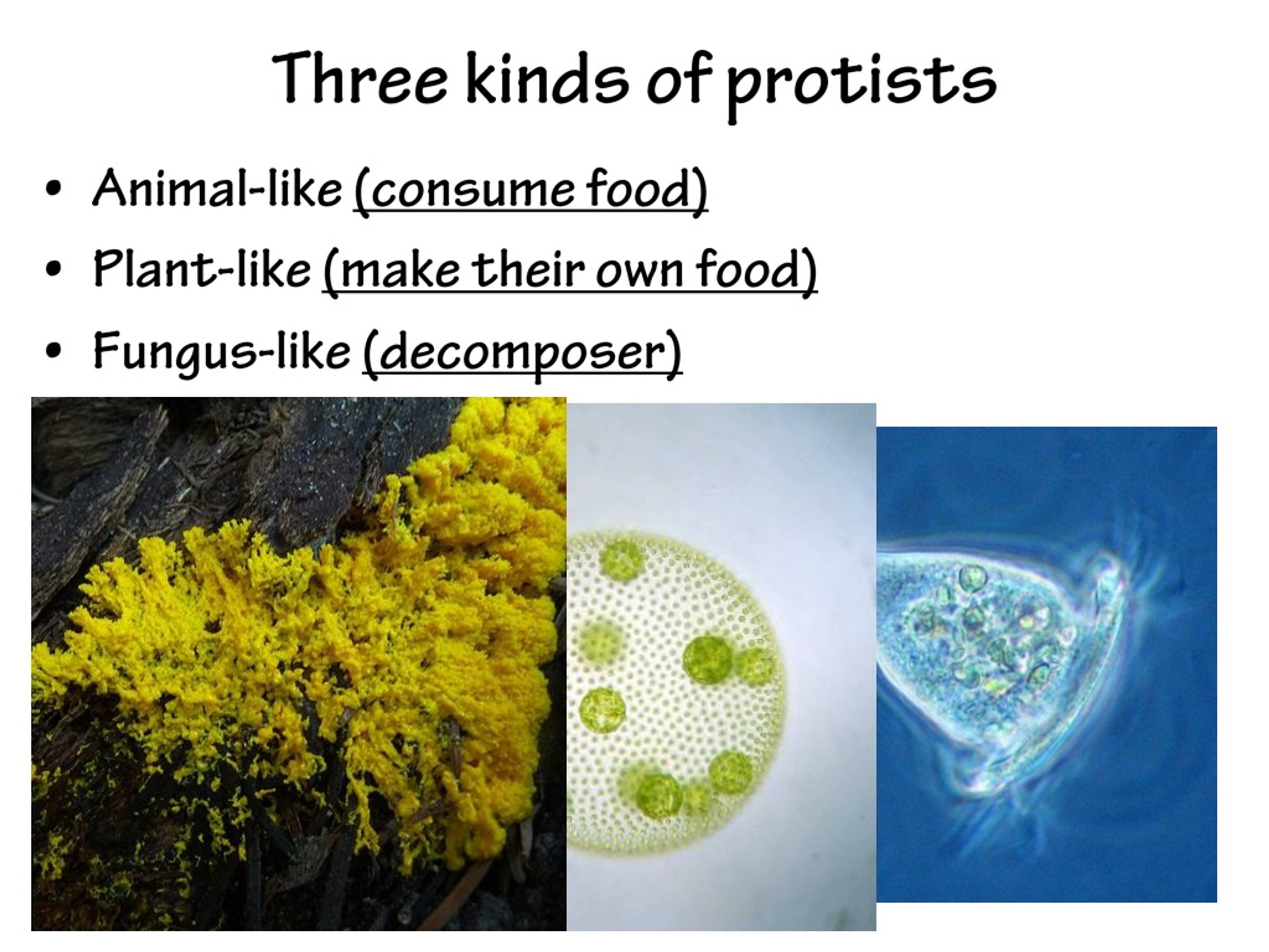 Protista Kingdom Characteristics Protista Examples