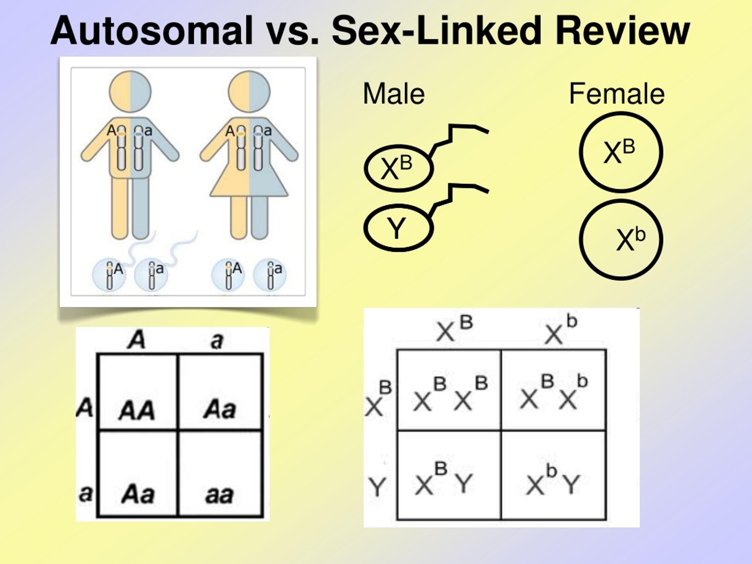Ppt Sex Linked Traits Powerpoint Presentation Free Download Id 485642