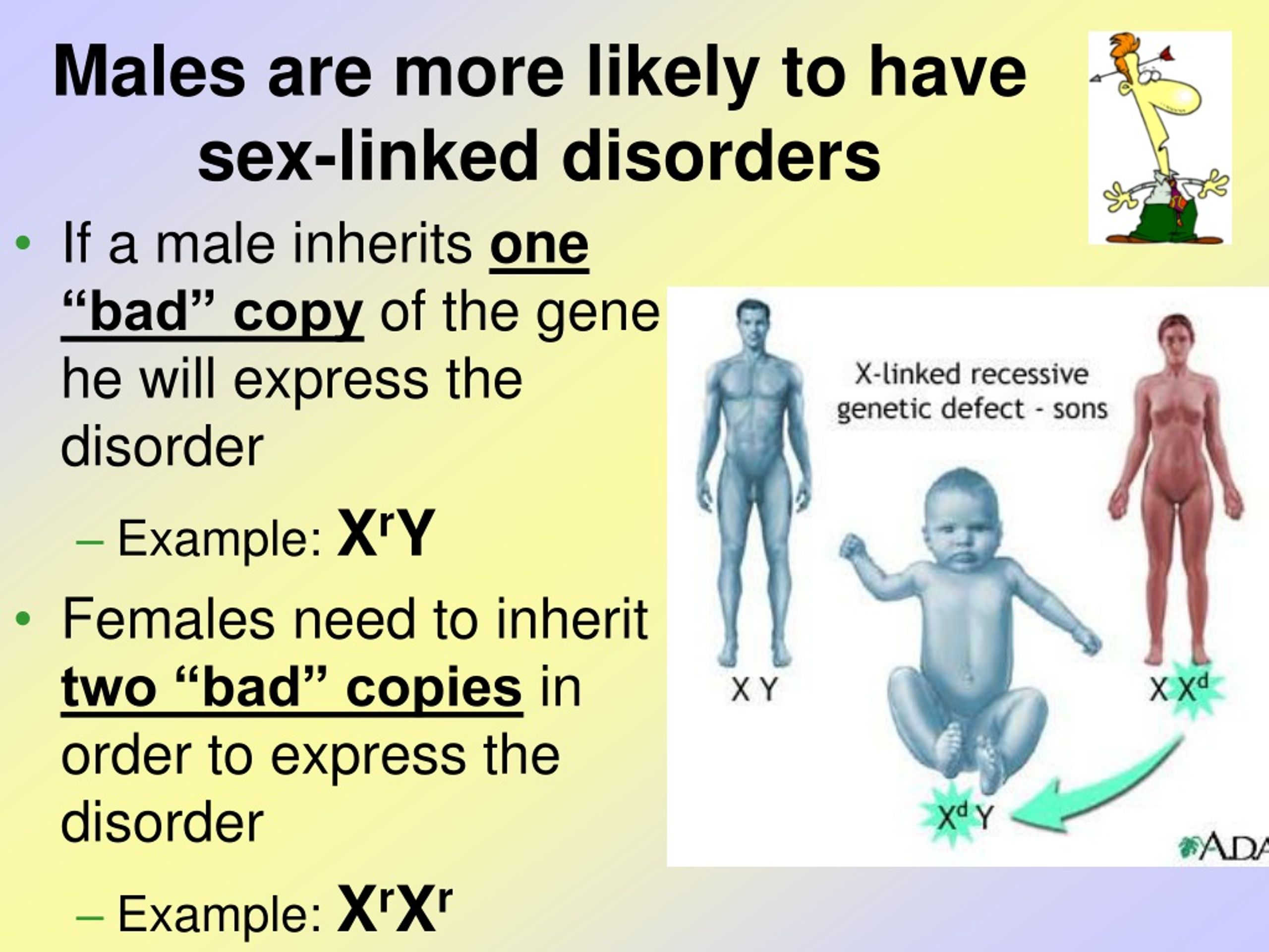 Ppt Sex Linked Traits Powerpoint Presentation Free Download Id 485642