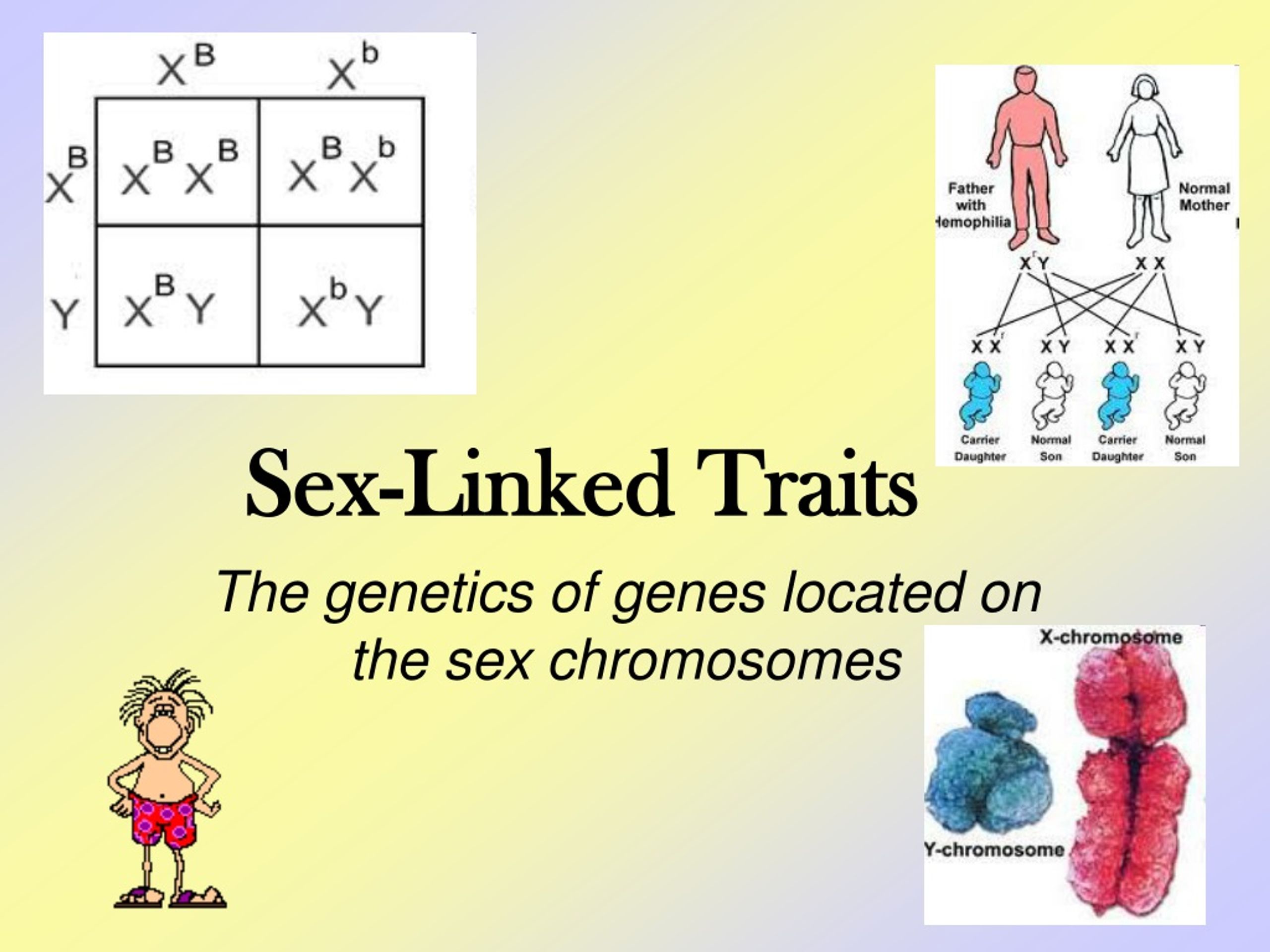 sex linked traits.