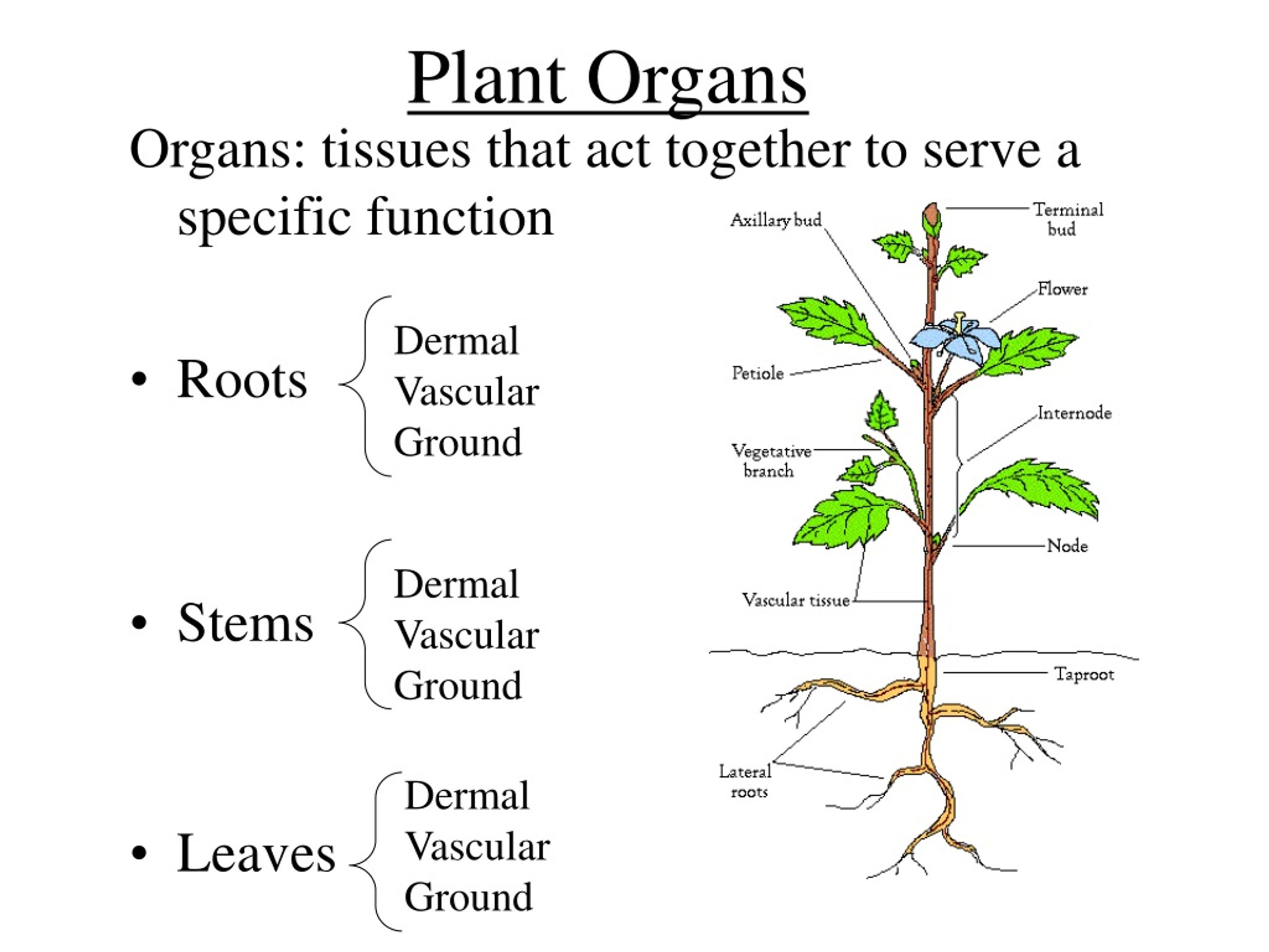 Plant structure. Plant Organs. Plant Physiology. Анатомия и физиология растений.