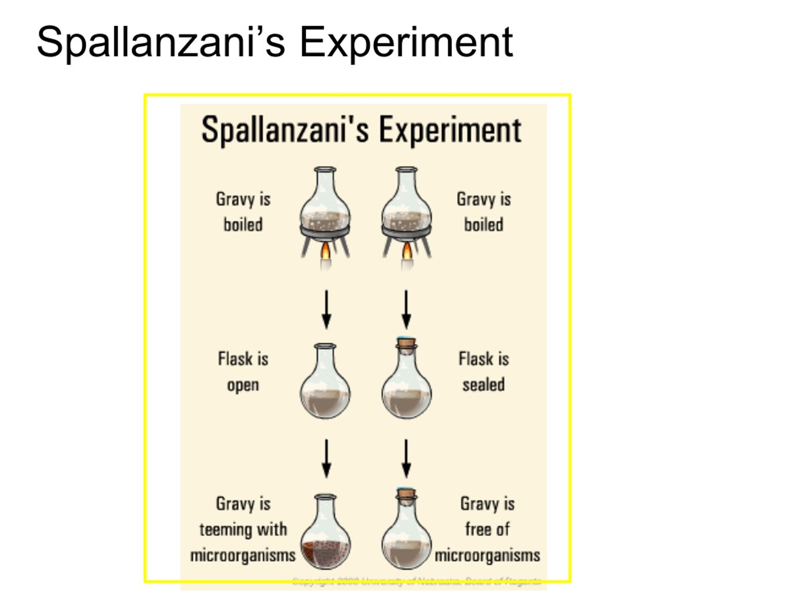 describe spallanzani experiment