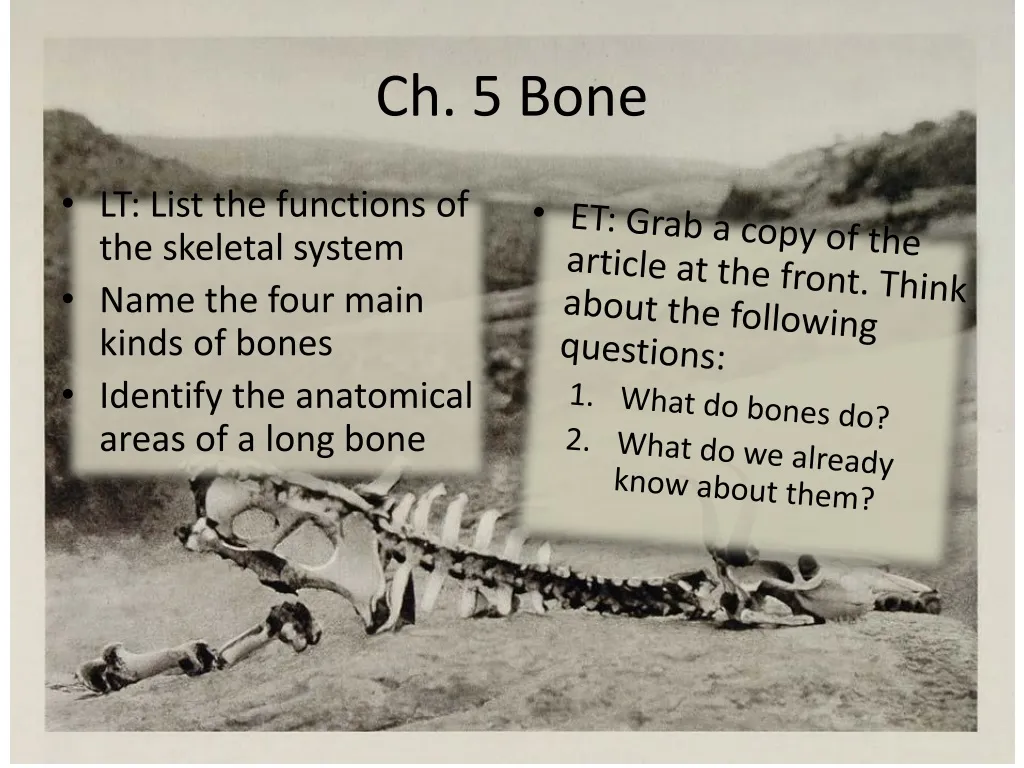 ch 5 bone n.