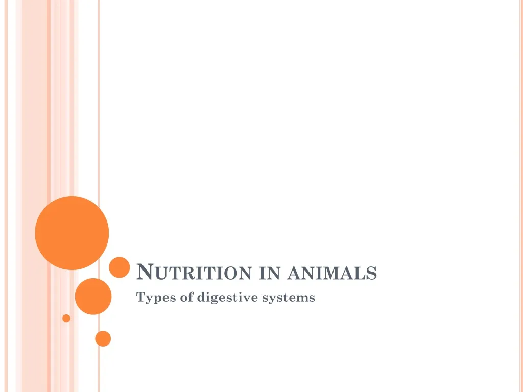 nutrition in animals n.