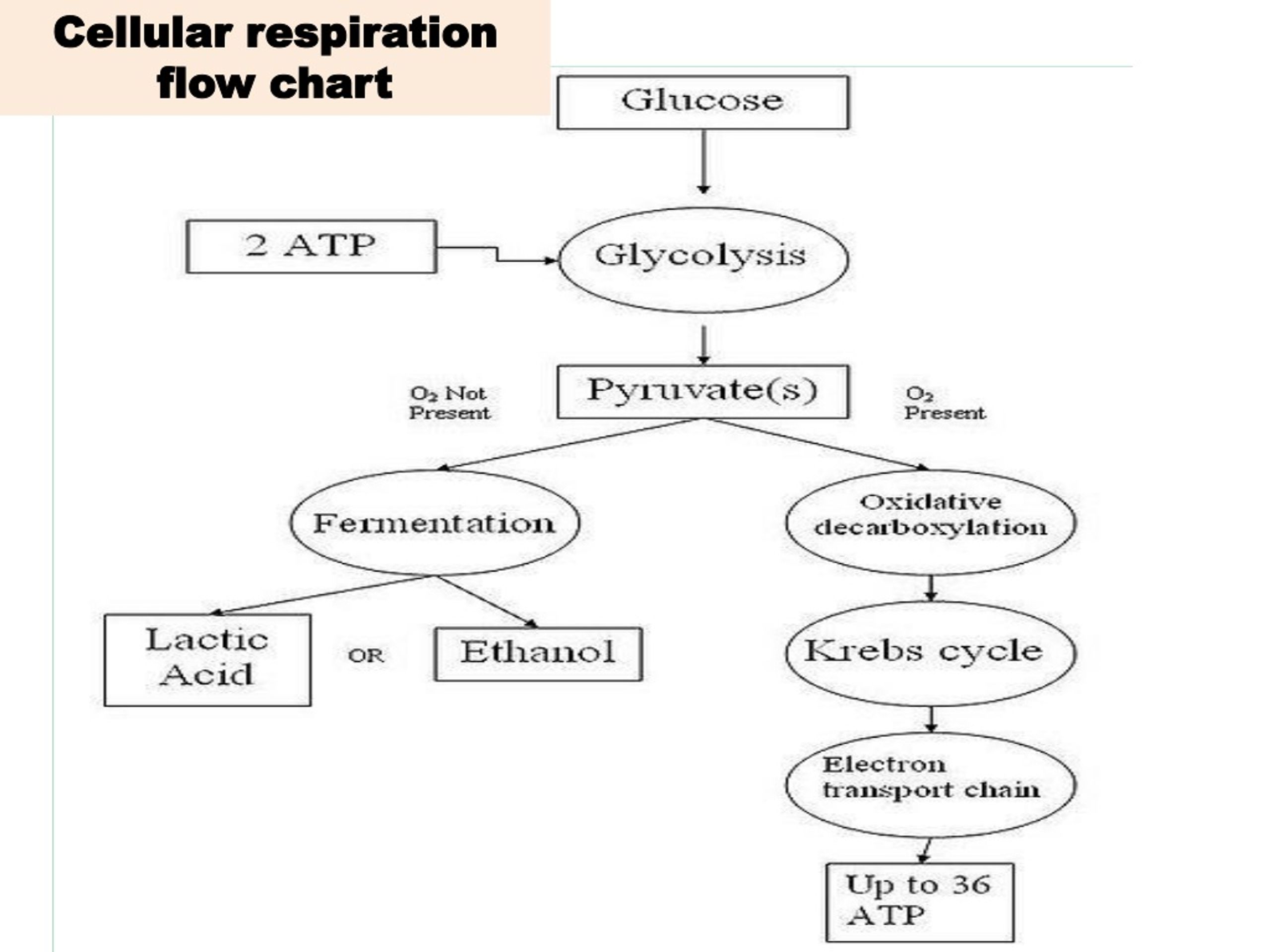 Flow Chart Of Respiration In Humans