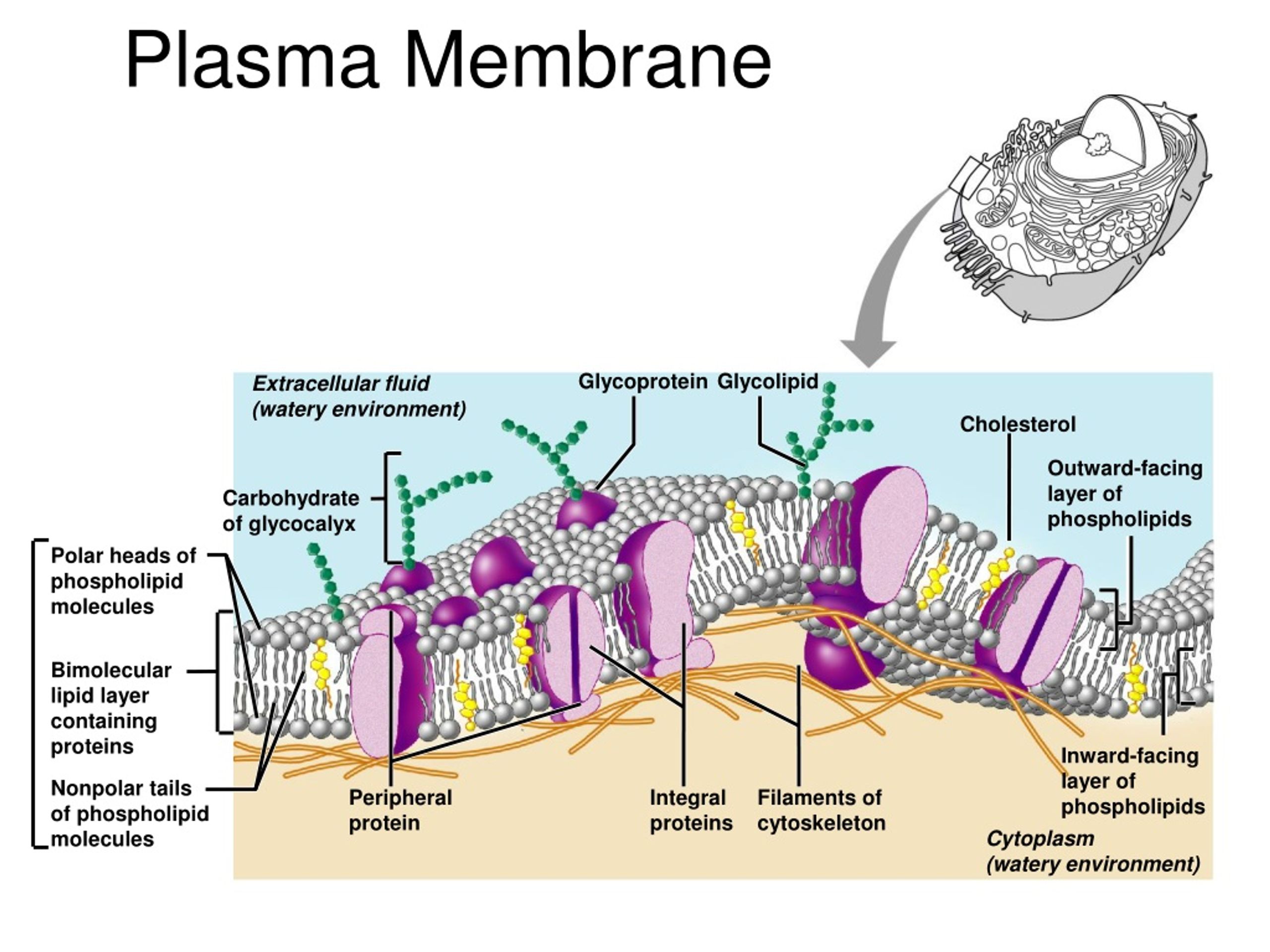 cell membrane pro or euk