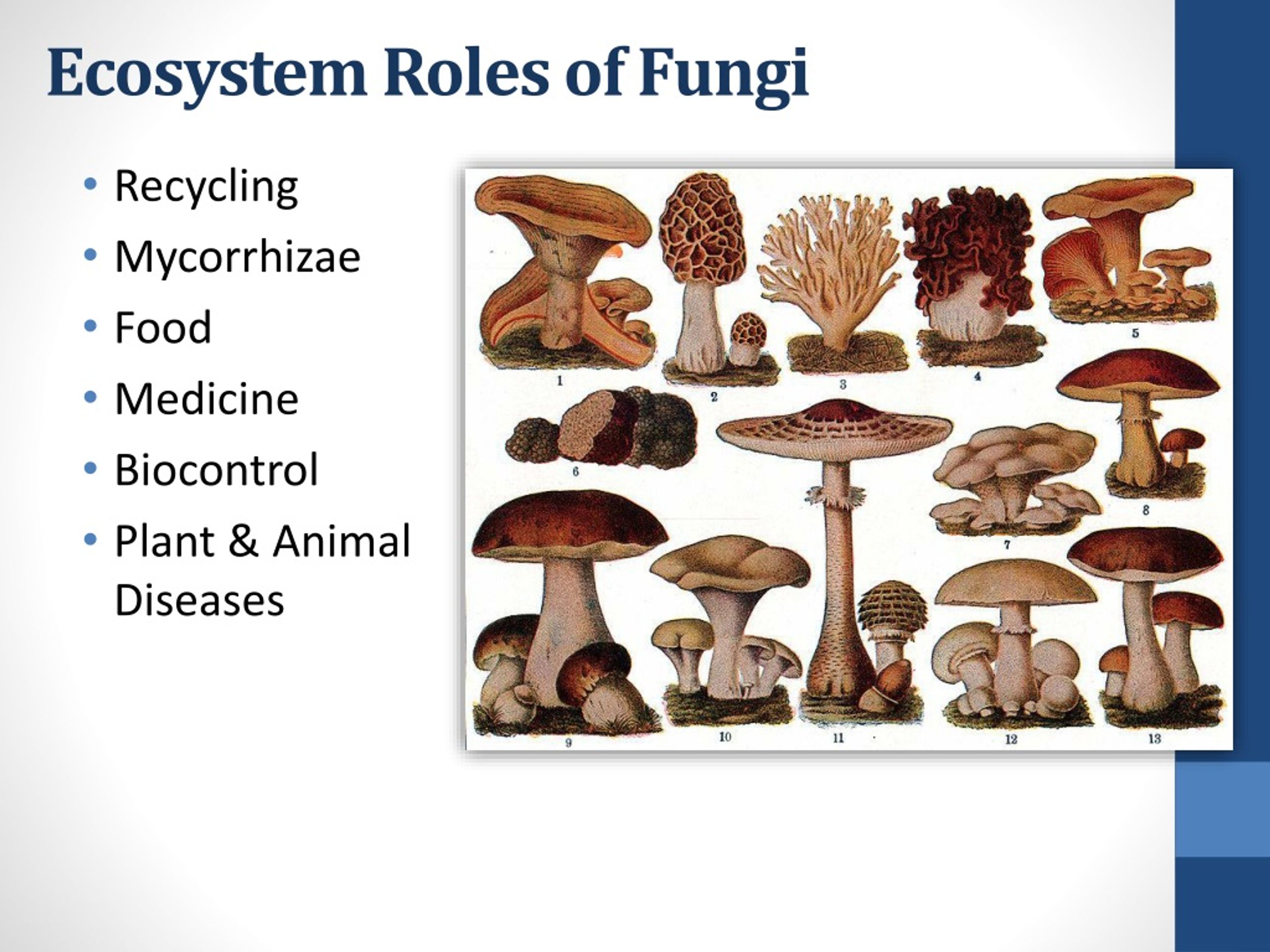 What Is The Major Role Of Fungi In An Ecosystem