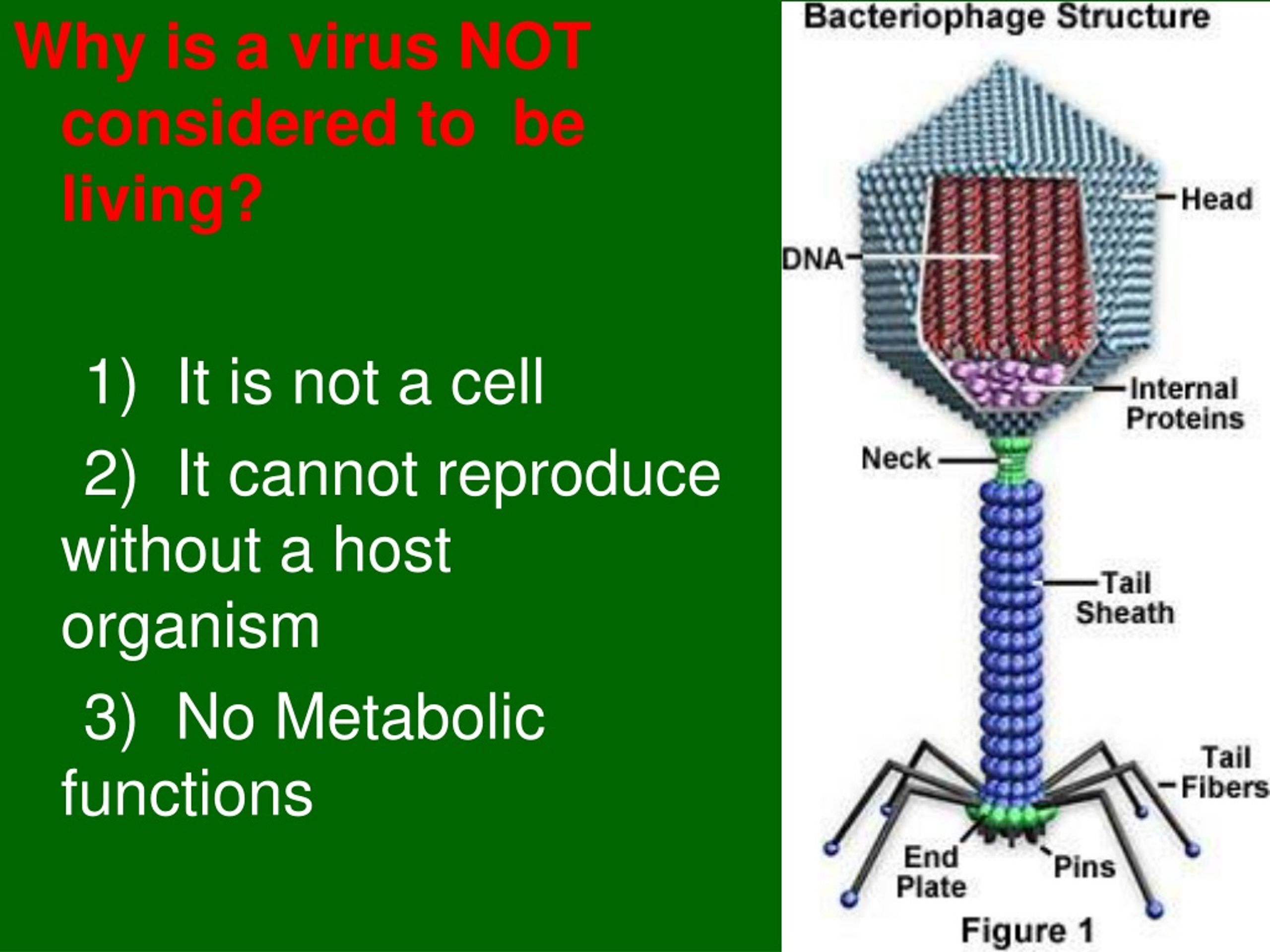 ppt-chapter-1-themes-of-bio-characteristics-of-living-things-the