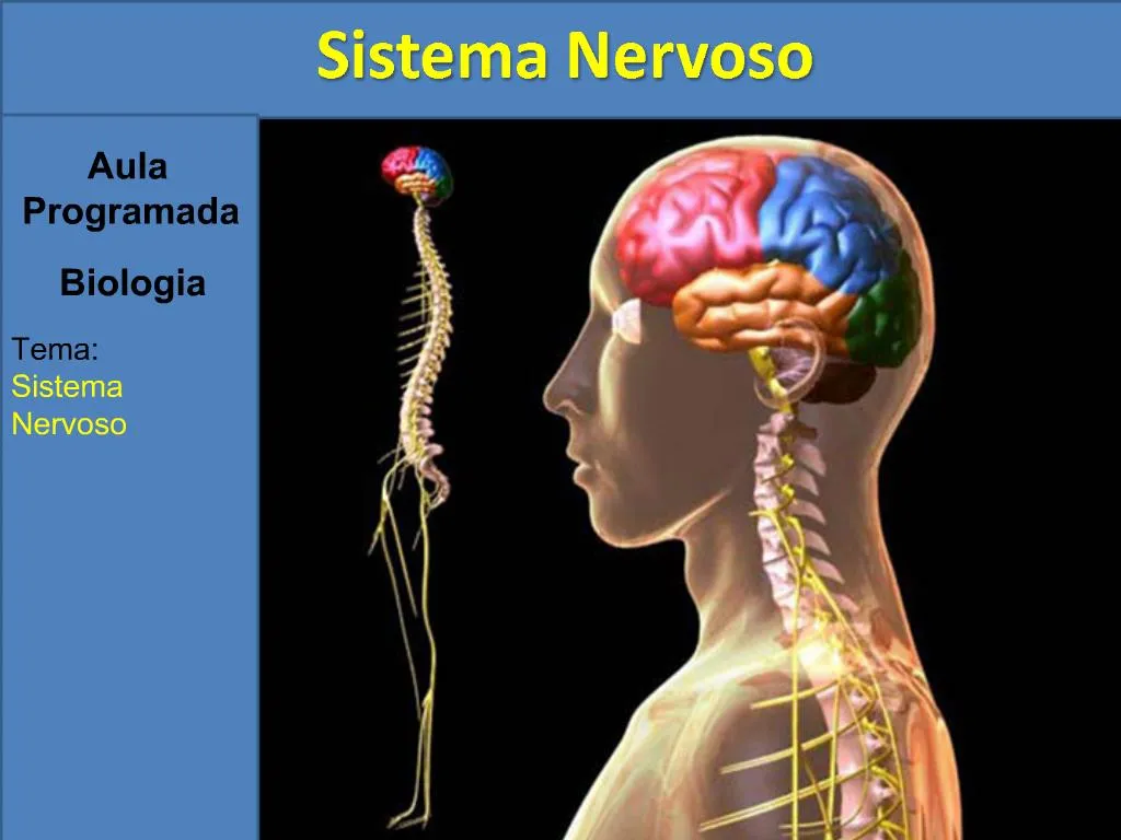 Ppt Aula Programada Biologia Tema Sistema Nervoso Powerpoint My XXX 