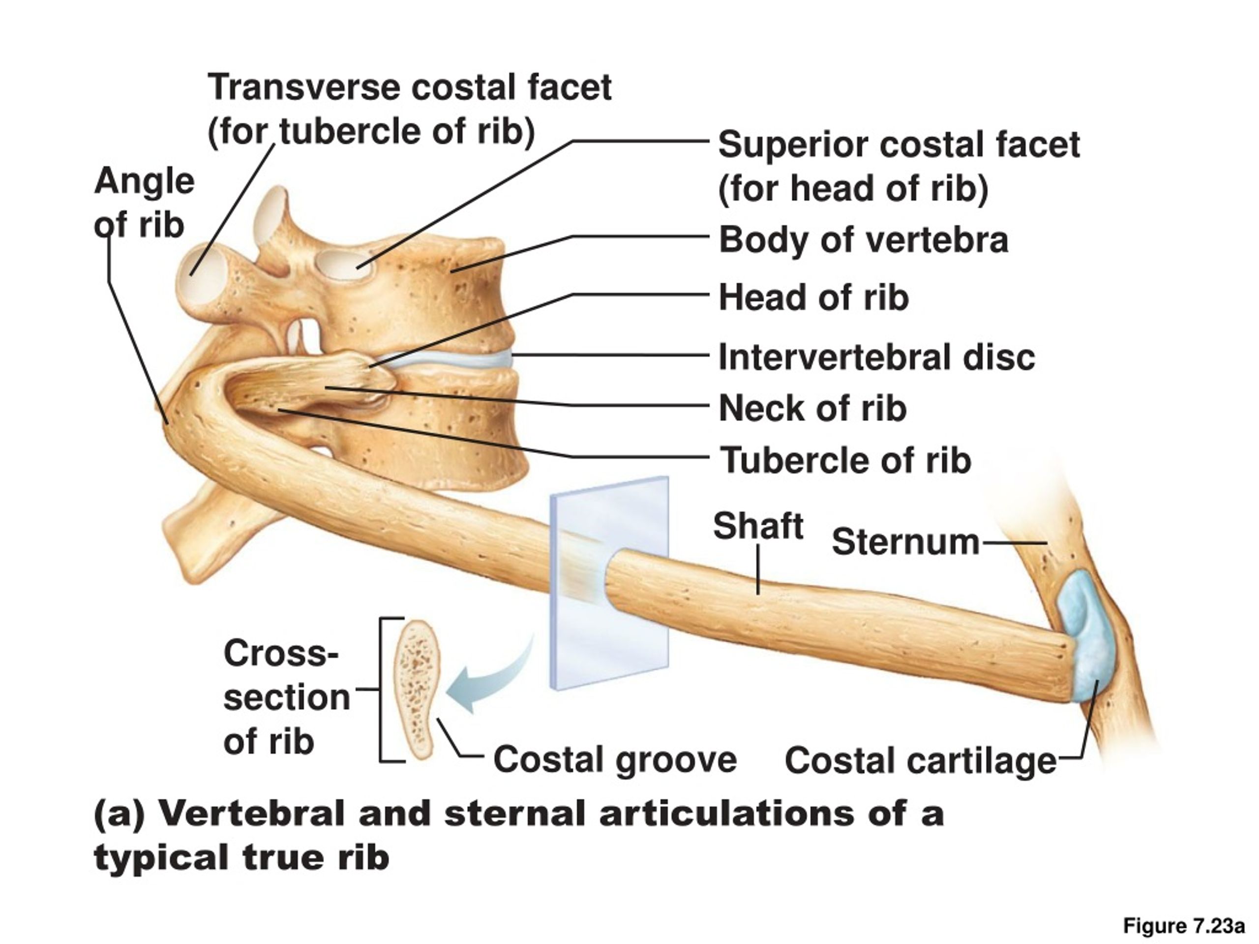 transverse costal facet for tubercle of rib.