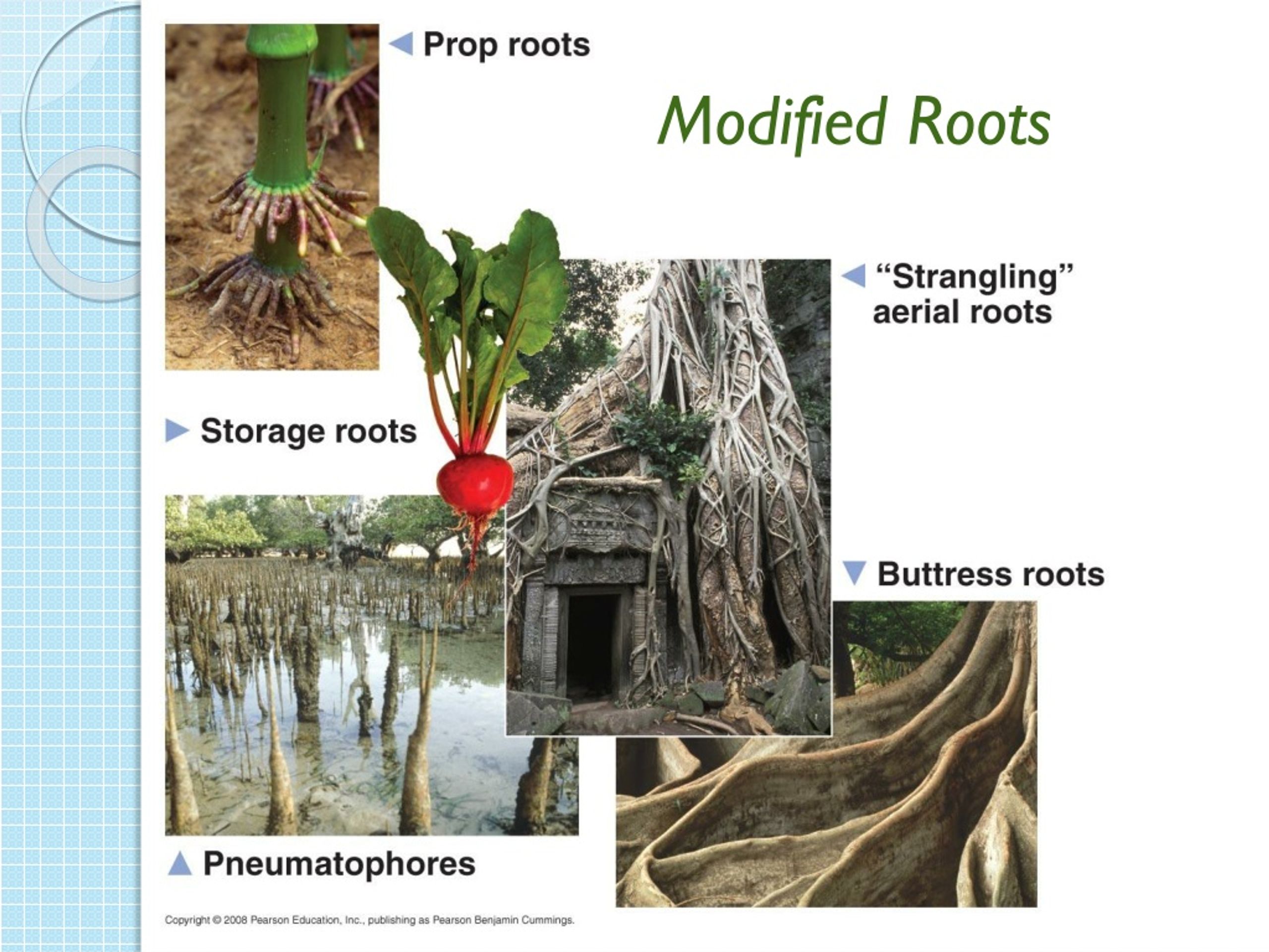 PPT - Plant Form and Function PowerPoint Presentation, free download