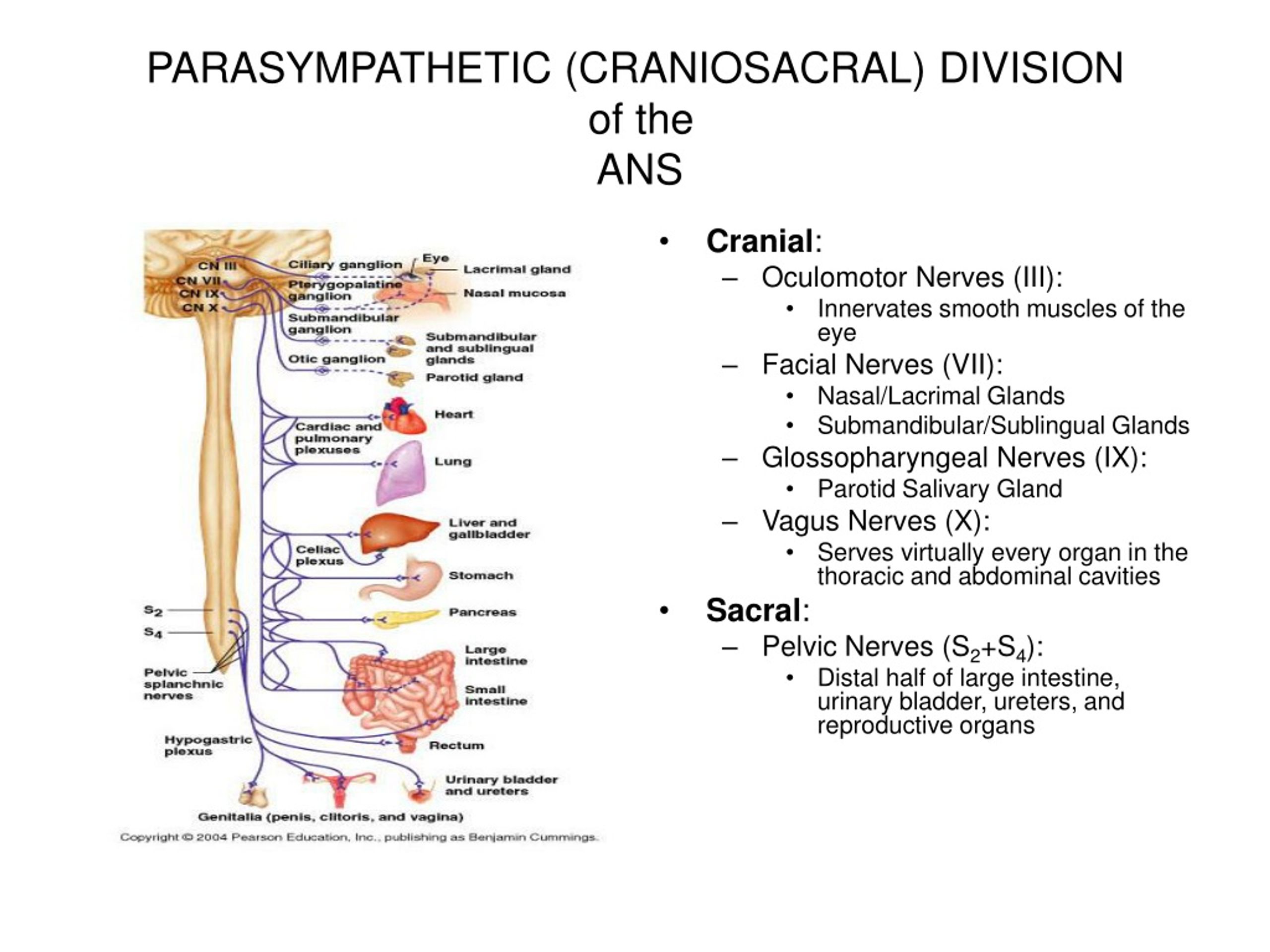 Ppt The Autonomic Nervous System Powerpoint Presentation Free Download Id529434 5795