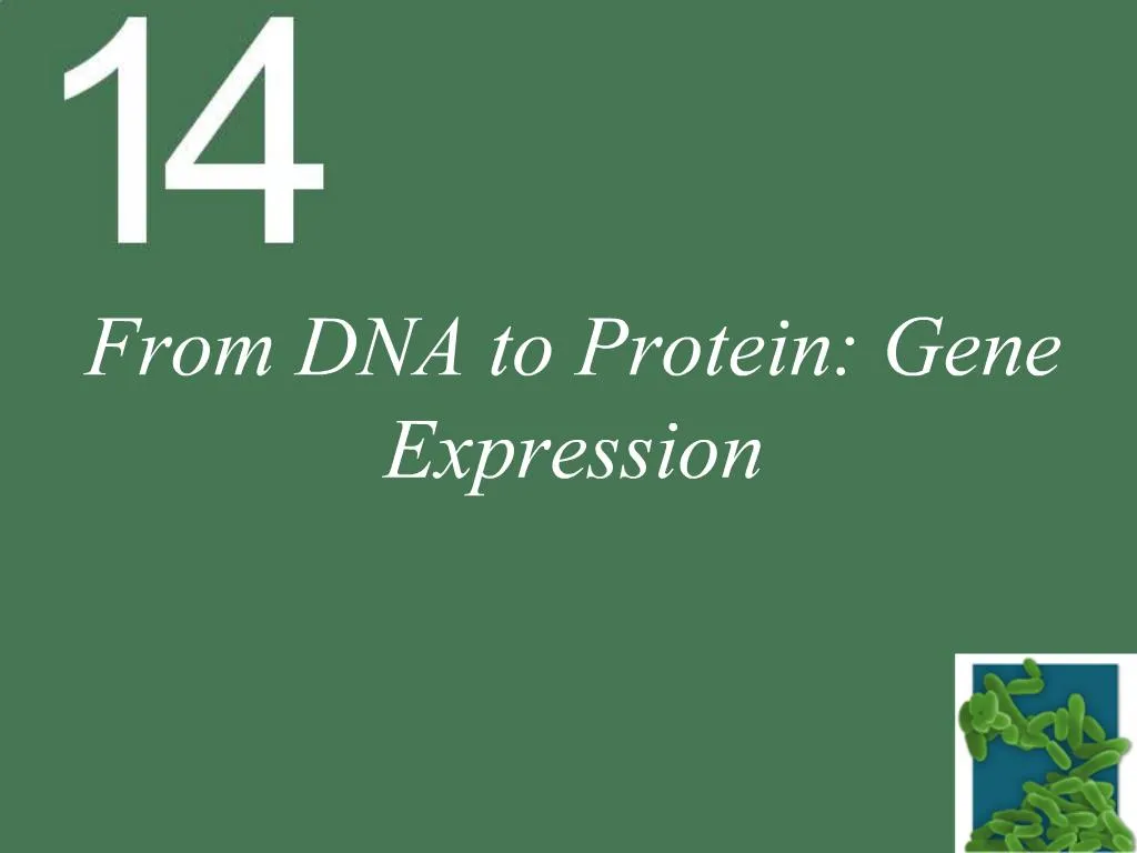 PPT - From DNA to Protein: Gene Expression PowerPoint Presentation ...