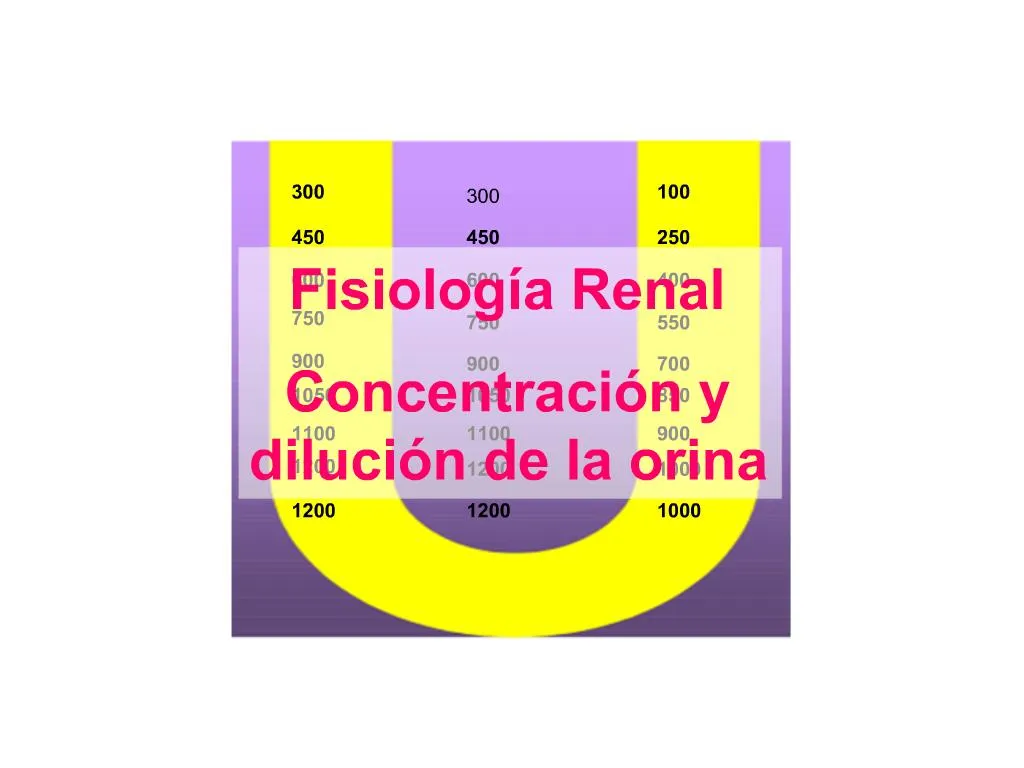 PPT - Fisiolog A Renal Concentraci N Y Diluci N De La Orina PowerPoint ...